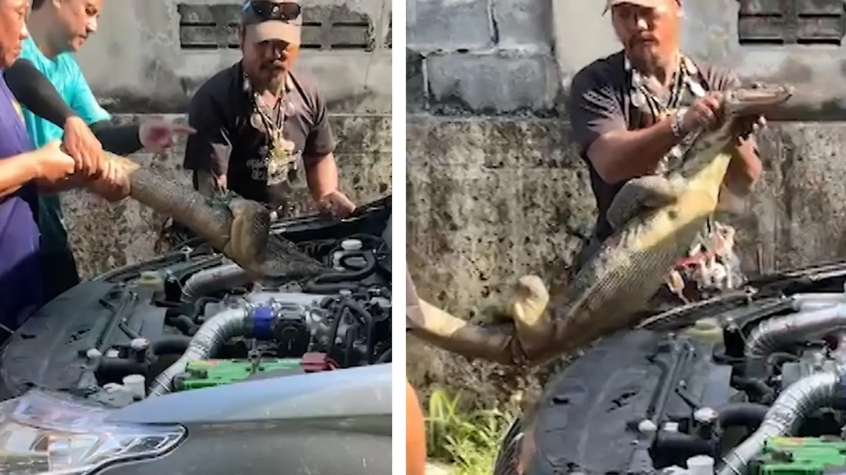 Riesen-Waran aus Auto gerettet