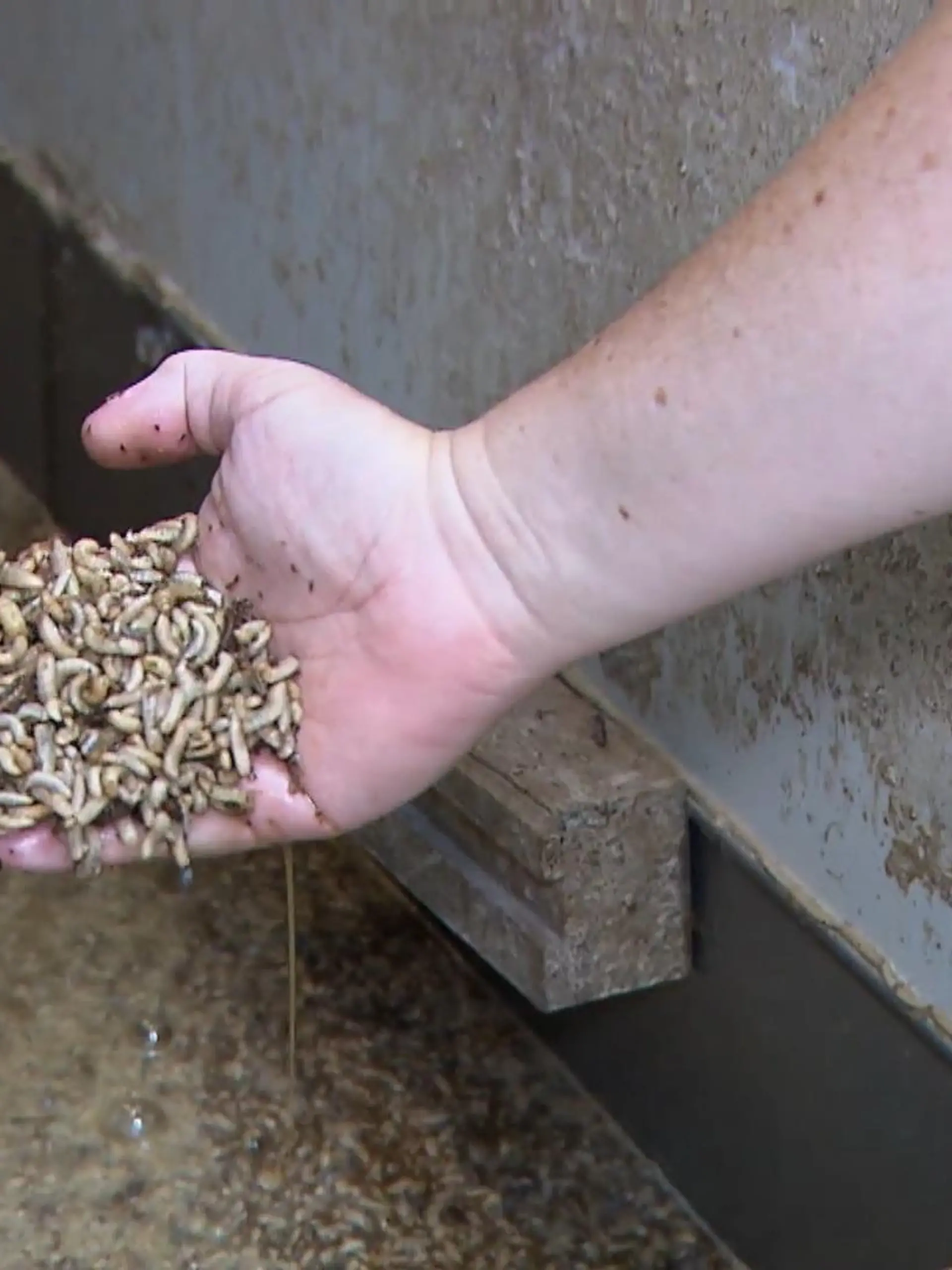 In Ahaus züchtet die Firma Illucens Insekten in großem Stil: Jährlich werden 800 Tonnen Insektenmehl produziert. Das Insektenmehl wird Tierfutter beigemischt – die Anträge in der EU laufen aber, dass die Insekten auch für die menschliche Ernährung zugelassen werden.
