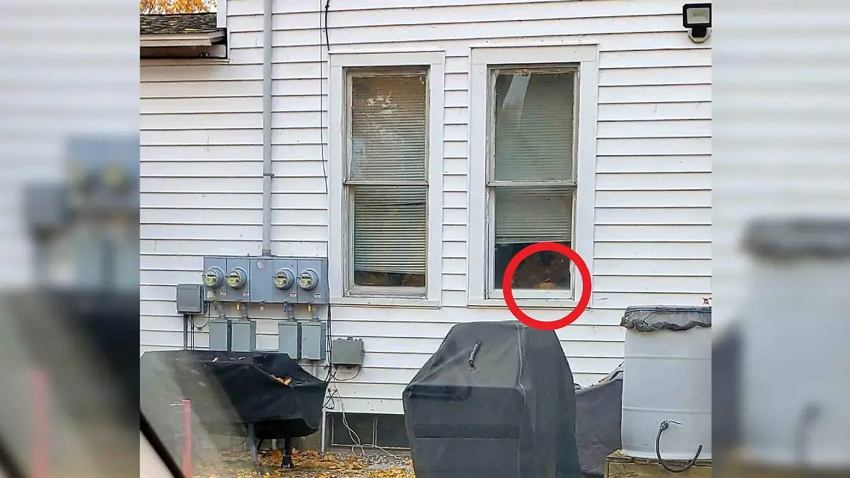Auflösung Suchbild Hund im Hinterhof