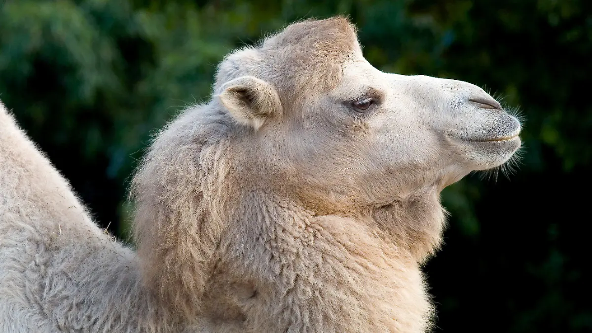 HANDOUT - Das Trampeltier «Jingi» steht am 09.10.2007 in seinem Gehege im Frankfurter Zoo. Das weiße Kamel ist jetzt wegen Arthrose eingeschläfert worden.  (zu dpa vom 18.05.2017: Frankfurter Zoo ließ Trampeltier «Jingi» einschläfern)   ACHTUNG: Nur zur redaktionellen Verwendung im Zusammenhang mit der aktuellen Berichterstattung und nur bei Nennung: Foto: Michael Leibfritz/Zoo Frankfurt/dpa +++(c) dpa - Bildfunk+++