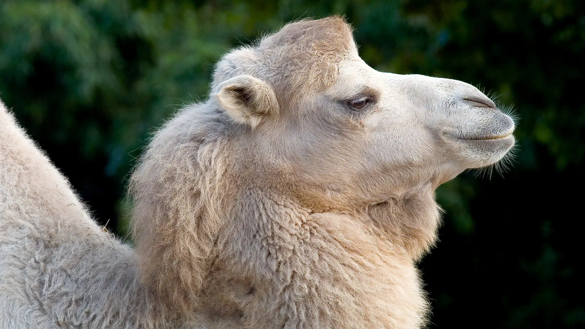 HANDOUT - Das Trampeltier «Jingi» steht am 09.10.2007 in seinem Gehege im Frankfurter Zoo. Das weiße Kamel ist jetzt wegen Arthrose eingeschläfert worden.  (zu dpa vom 18.05.2017: Frankfurter Zoo ließ Trampeltier «Jingi» einschläfern)   ACHTUNG: Nur zur redaktionellen Verwendung im Zusammenhang mit der aktuellen Berichterstattung und nur bei Nennung: Foto: Michael Leibfritz/Zoo Frankfurt/dpa +++(c) dpa - Bildfunk+++