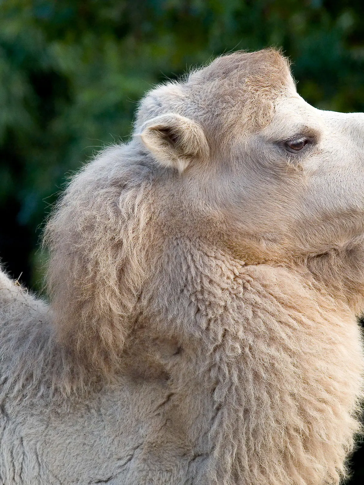 HANDOUT - Das Trampeltier «Jingi» steht am 09.10.2007 in seinem Gehege im Frankfurter Zoo. Das weiße Kamel ist jetzt wegen Arthrose eingeschläfert worden.  (zu dpa vom 18.05.2017: Frankfurter Zoo ließ Trampeltier «Jingi» einschläfern)   ACHTUNG: Nur zur redaktionellen Verwendung im Zusammenhang mit der aktuellen Berichterstattung und nur bei Nennung: Foto: Michael Leibfritz/Zoo Frankfurt/dpa +++(c) dpa - Bildfunk+++