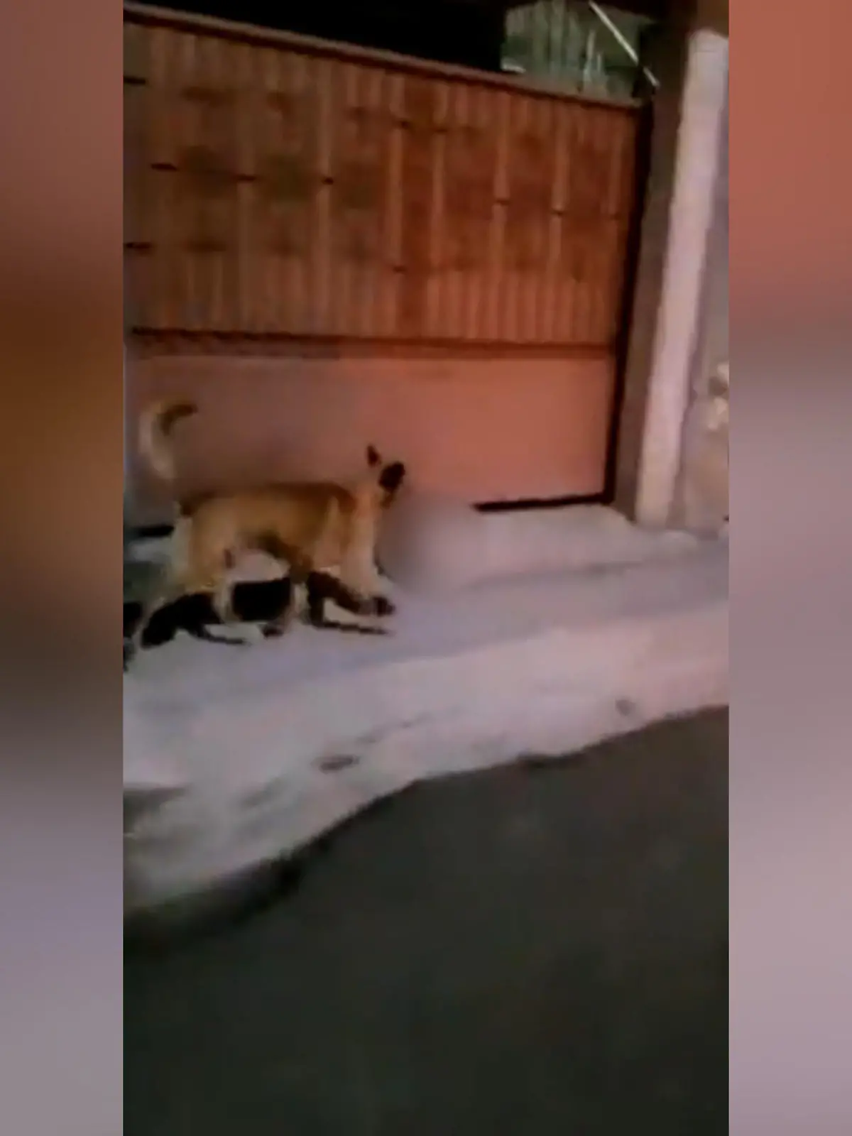 In Zacateca lief ein Hund mit einem menschlichen Kopf im Maul durch die Straßen. Die Spuren deuteten auf das Drogenkartell der Stadt.