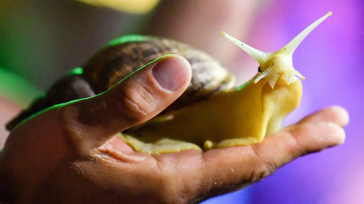 ARCHIV - 25.07.2018, Berlin: Eine Achatschnecke in der Sonderausstellung "Großstadtdschungel im Sea Life Berlin". Sie sie sind etwas unheimlich und faszinierend zugleich. Riesige Schnecken werden als Haustier immer beliebter.(zu dpa "Universität: Riesenschnecken als Haustier können gefährlich sein") Foto: Jens Kalaene/dpa-Zentralbild/dpa +++ dpa-Bildfunk +++
