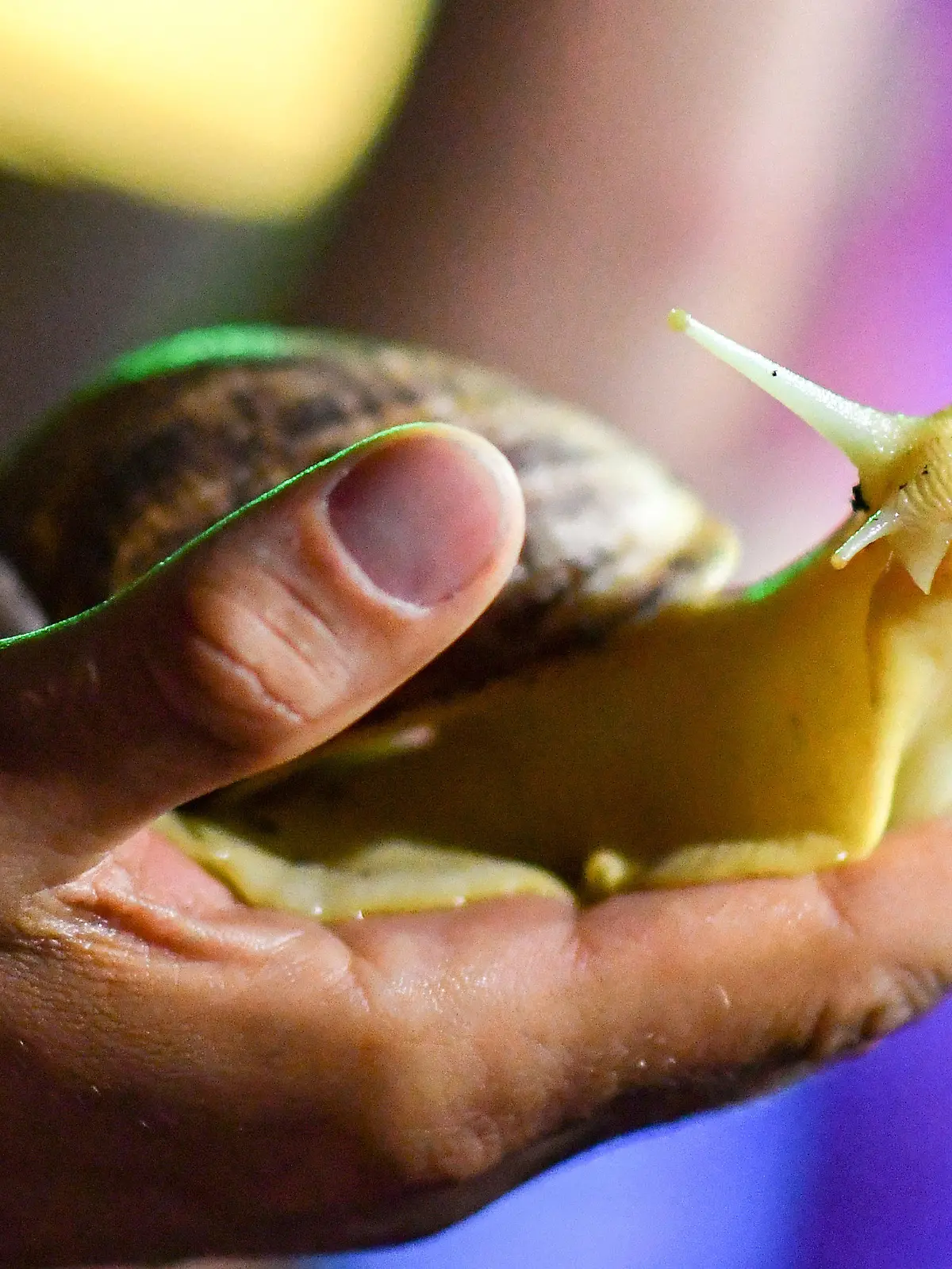 ARCHIV - 25.07.2018, Berlin: Eine Achatschnecke in der Sonderausstellung "Großstadtdschungel im Sea Life Berlin". Sie sie sind etwas unheimlich und faszinierend zugleich. Riesige Schnecken werden als Haustier immer beliebter.(zu dpa "Universität: Riesenschnecken als Haustier können gefährlich sein") Foto: Jens Kalaene/dpa-Zentralbild/dpa +++ dpa-Bildfunk +++