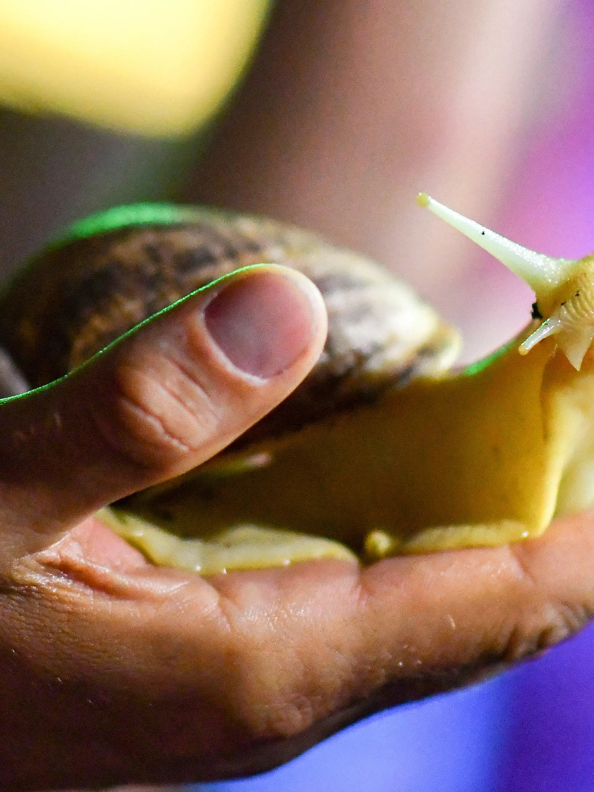 ARCHIV - 25.07.2018, Berlin: Eine Achatschnecke in der Sonderausstellung "Großstadtdschungel im Sea Life Berlin". Sie sie sind etwas unheimlich und faszinierend zugleich. Riesige Schnecken werden als Haustier immer beliebter.(zu dpa "Universität: Riesenschnecken als Haustier können gefährlich sein") Foto: Jens Kalaene/dpa-Zentralbild/dpa +++ dpa-Bildfunk +++