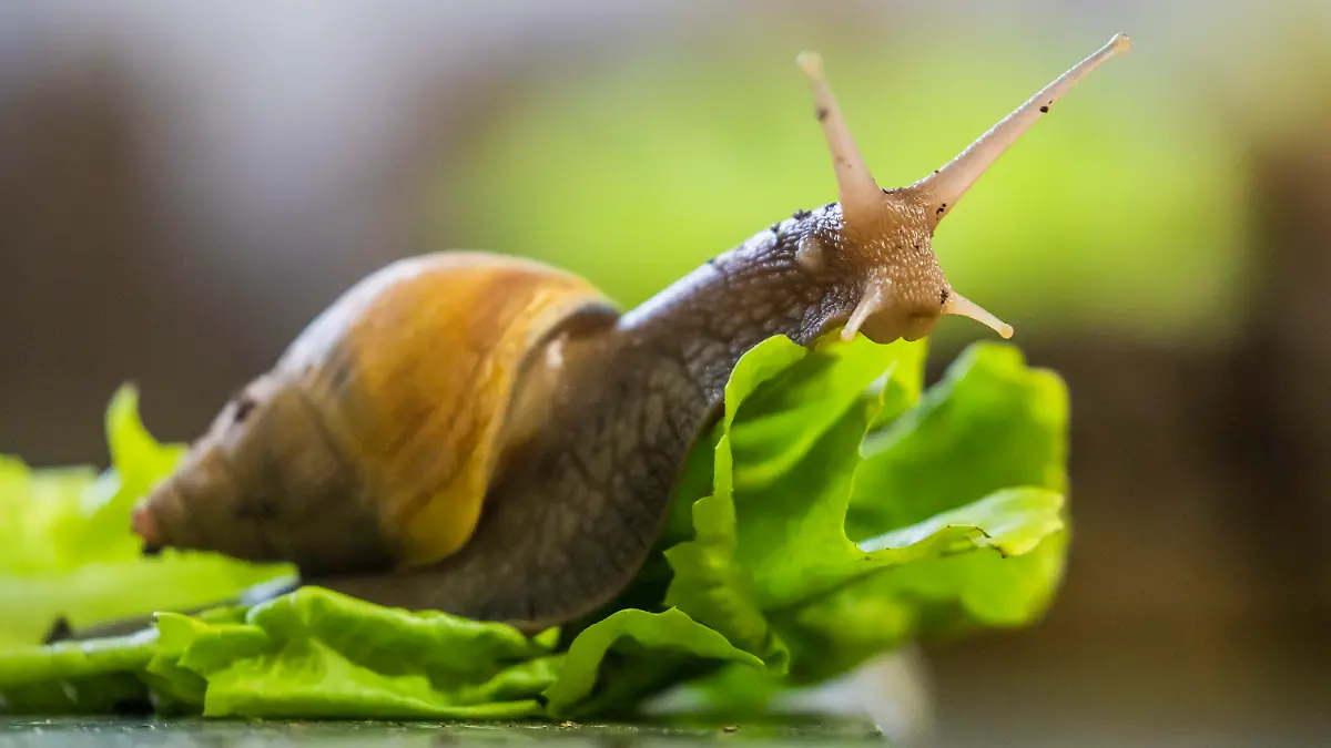 ARCHIV - 27.10.2023, Berlin: Eine Große Achatschnecke (Lissachatina fulica) kriecht im Zuchtbereich des Aquariums Berlin auf einem Salatblatt. Sie sie sind etwas unheimlich und faszinierend zugleich. Riesige Schnecken werden als Haustier immer beliebter.(zu dpa "Universität: Riesenschnecken als Haustier können gefährlich sein") Foto: Christoph Soeder/dpa +++ dpa-Bildfunk +++