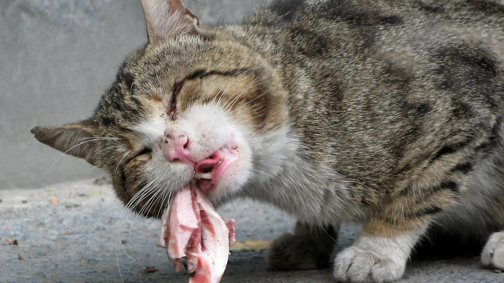 Doc Polly: Auch in Deutschland möglich