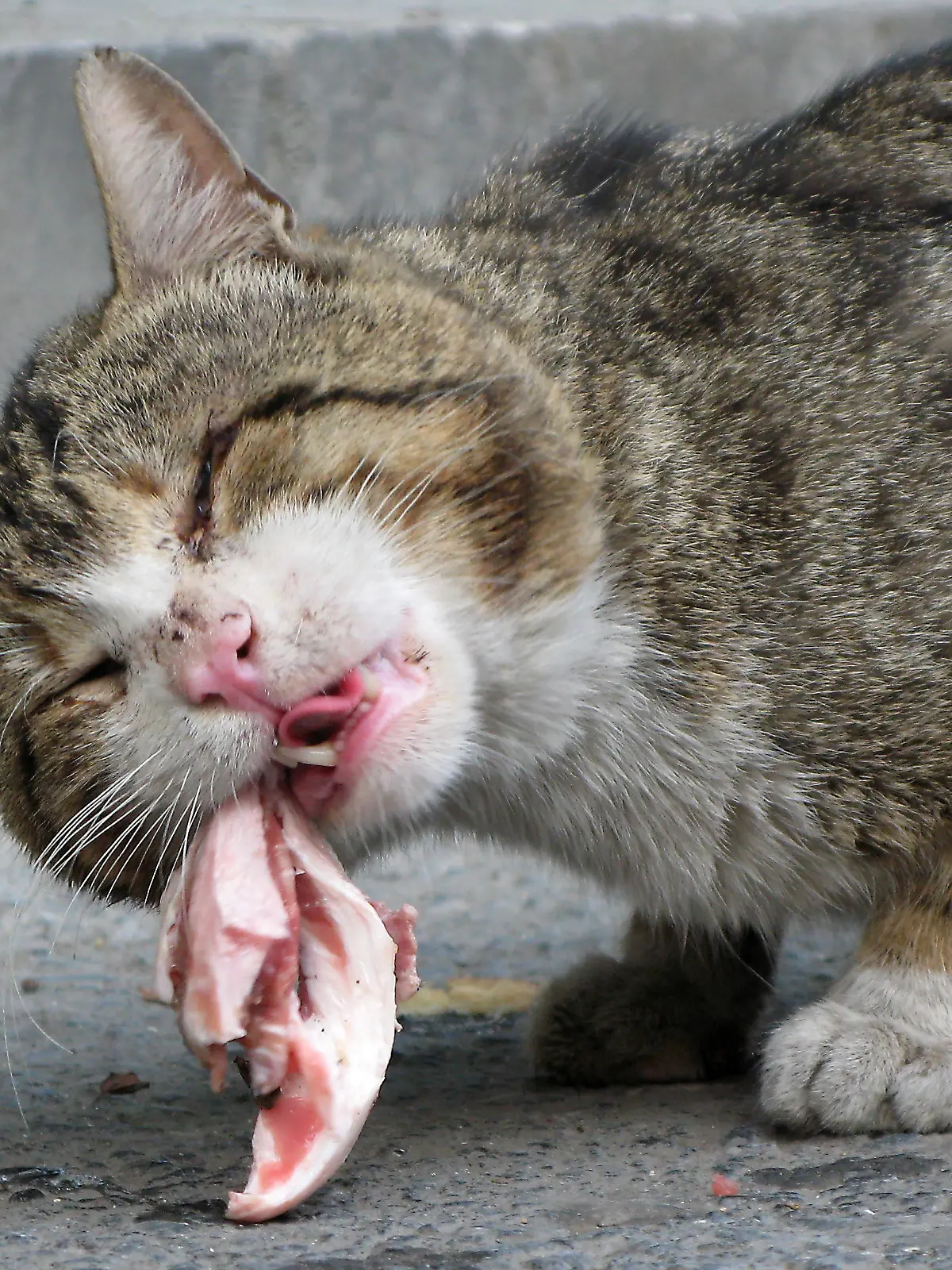 Eine wild lebende Katze frisst weggeworfene Fleischstücke in den Straßen von Istanbul am 30.04.2008. Foto: Bernd von Jutrczenka +++(c) dpa - Report+++