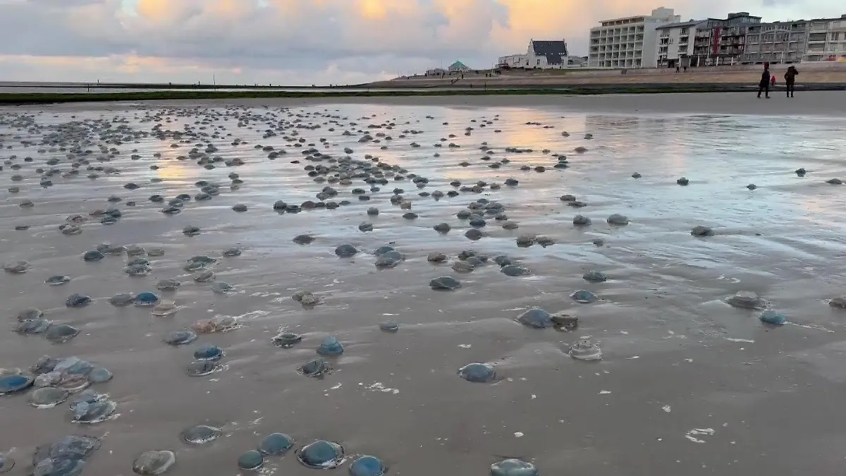 Der Strand von Norderney: Übersäht von unzähligen blauen Quallen