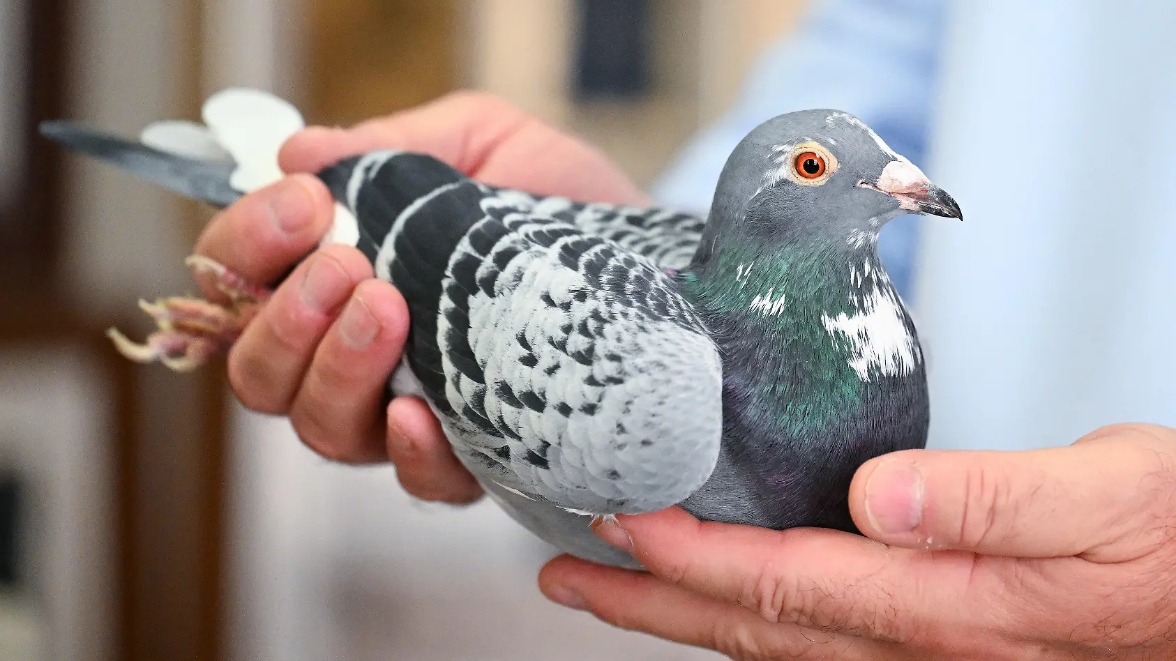 „Töte, was dich nervt!“ - ist DAS deine Lösung, Limburg?