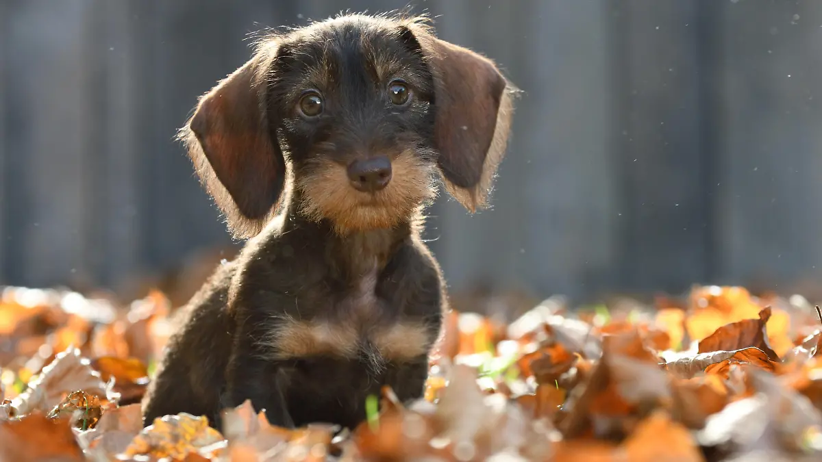 Rauhhaardackel, Rauhhaar-Dackel, Rauhaardackel, Rauhaar-Dackel, Rauhhaarteckel, Rauhaarteckel, Rauhaar-Teckel, Rauhhaar-Teckel, Teckel, Dachshund Canis lupus f. familiaris, putziger Welpe sitzt im Herbstlaub, Vorderansicht, Deutschland Wire-haired Dachshund, Wire-haired sausage dog, domestic dog Canis lupus f. familiaris, cute puppy sitting in autumn leaves, front view, Germany BLWS676517 *** wire-haired dachshund, Rough Hair Dachshund, wire-haired dachshund, Rauhaar Dachshund, wire-haired dachshund, wire-haired dachshund, Rauhaar dachshund, Rough Hair dachshund, dachshund, Dachshund Canis Lupus F familiaris , Putziger Puppy sits at autumn leaves, front view, Germany Wire Haired dachshund, Wire Haired Sausage dogs Do Copyright: xblickwinkel/D.xMaehrmannx