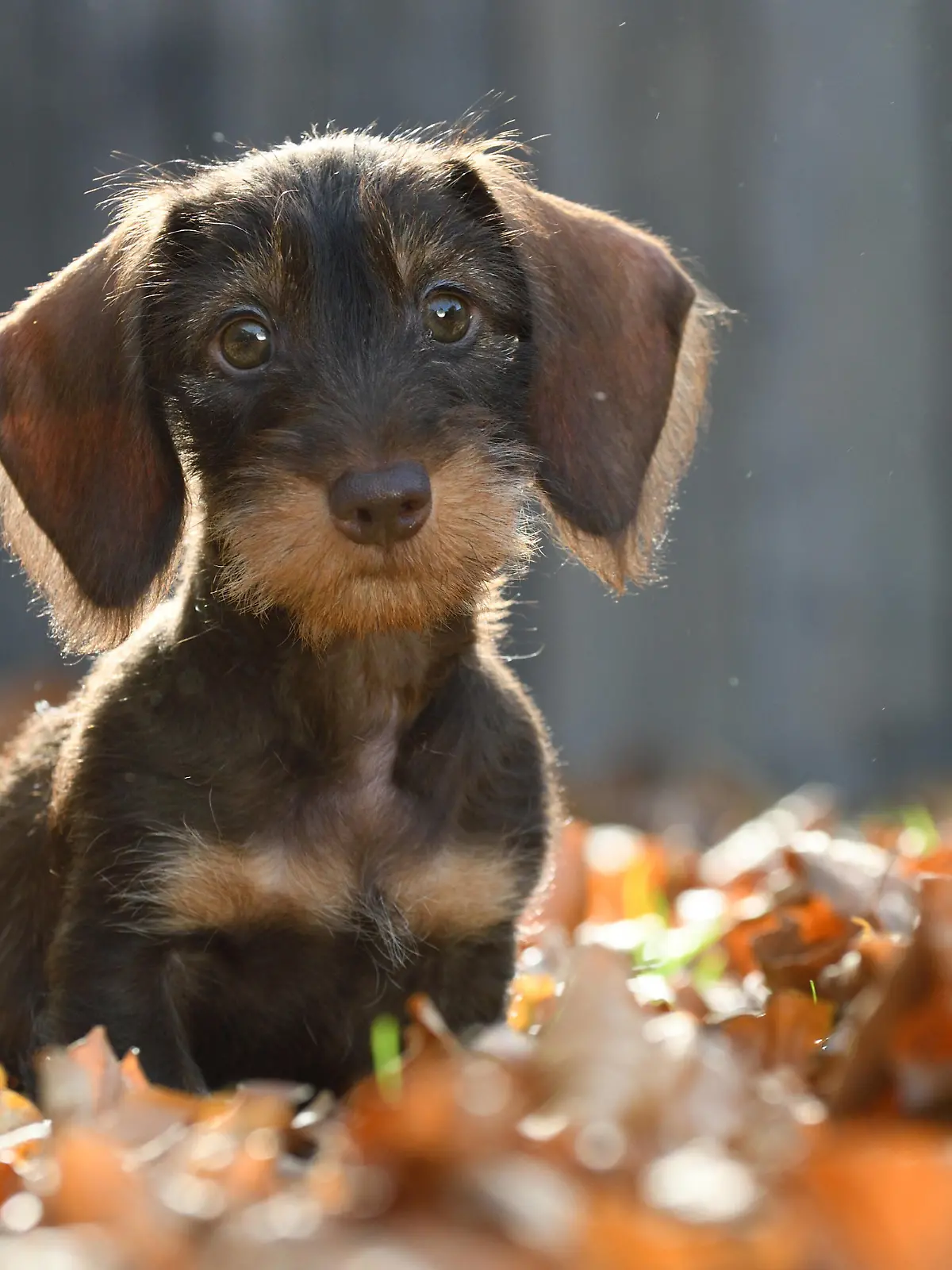 Rauhhaardackel, Rauhhaar-Dackel, Rauhaardackel, Rauhaar-Dackel, Rauhhaarteckel, Rauhaarteckel, Rauhaar-Teckel, Rauhhaar-Teckel, Teckel, Dachshund Canis lupus f. familiaris, putziger Welpe sitzt im Herbstlaub, Vorderansicht, Deutschland Wire-haired Dachshund, Wire-haired sausage dog, domestic dog Canis lupus f. familiaris, cute puppy sitting in autumn leaves, front view, Germany BLWS676517 *** wire-haired dachshund, Rough Hair Dachshund, wire-haired dachshund, Rauhaar Dachshund, wire-haired dachshund, wire-haired dachshund, Rauhaar dachshund, Rough Hair dachshund, dachshund, Dachshund Canis Lupus F familiaris , Putziger Puppy sits at autumn leaves, front view, Germany Wire Haired dachshund, Wire Haired Sausage dogs Do Copyright: xblickwinkel/D.xMaehrmannx