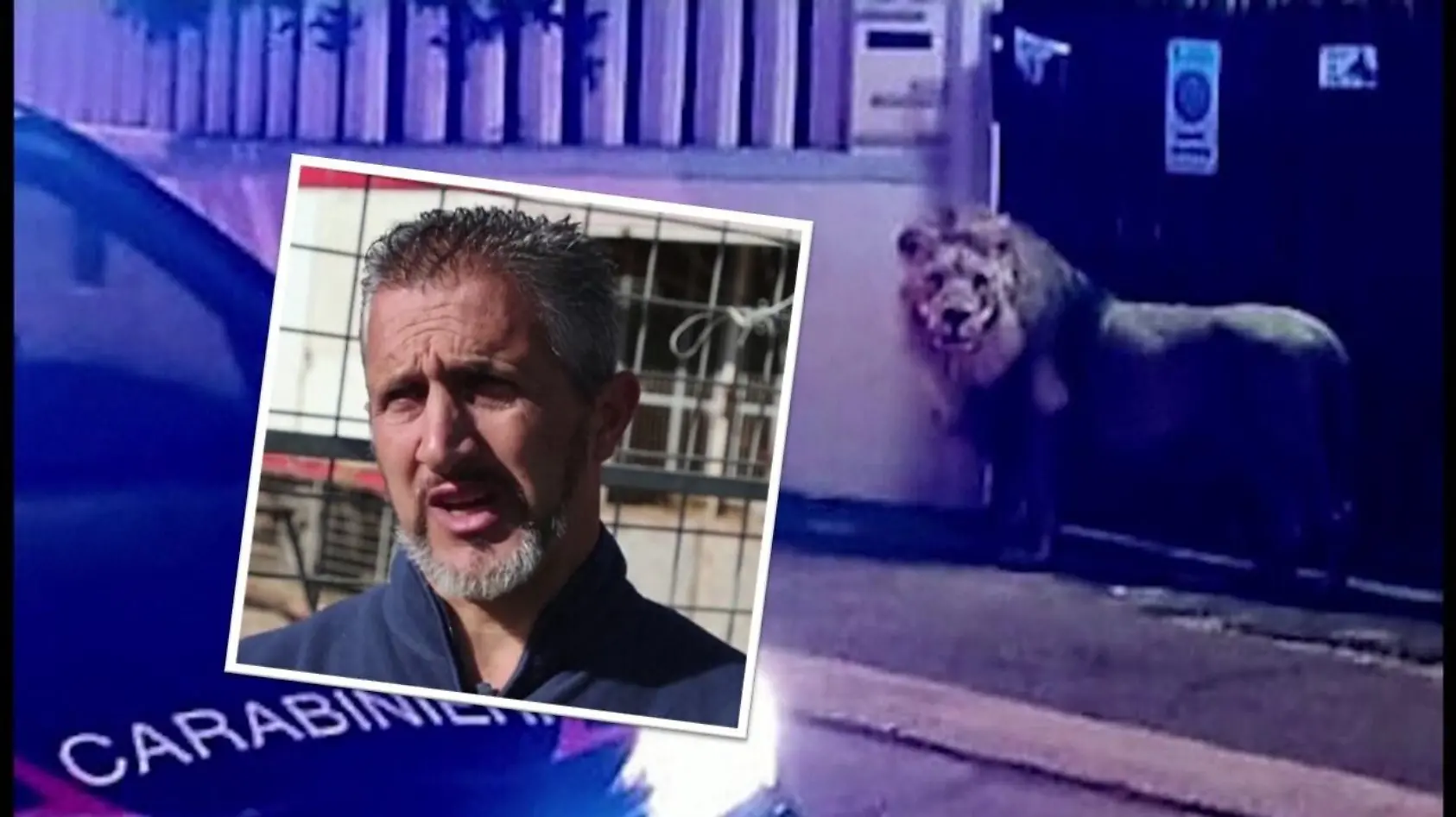 Zirkus rätselt: Kimba freigelassen?