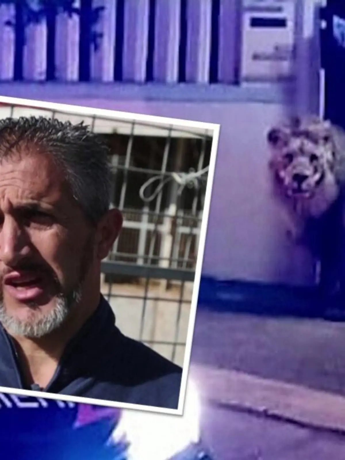 Auch Zirkus-Tierpfleger Rony Vassallo rätselt, wie der Löwe entkommen konnte.