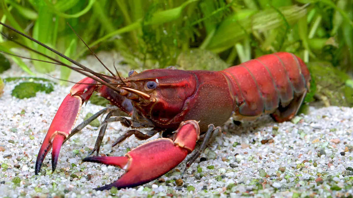 HANDOUT - 14.01.2018, ---: Ein weiblicher Flusskrebs Cherax wagenknechtae steht in einem Aquarium. Die neu entdeckte Krebsart trägt künftig den Namen der Linken-Politikerin Sahra Wagenknecht. (zu dpa "Neu entdeckte Krebsart nach Sahra Wagenknecht benannt") Foto: Christian Lukhaup/dpa - ACHTUNG: Nur zur redaktionellen Verwendung im Zusammenhang mit der aktuellen Berichterstattung und nur mit vollständiger Nennung des vorstehenden Credits +++ dpa-Bildfunk +++