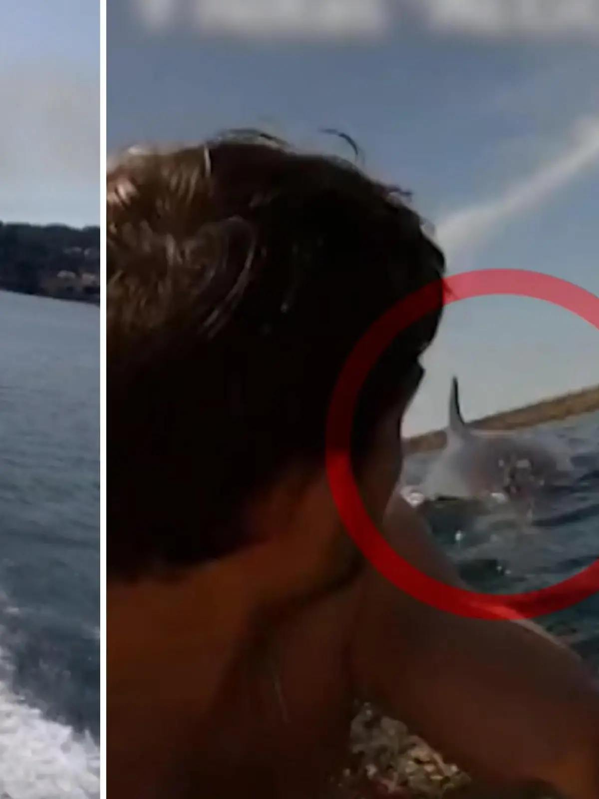 Er glaubte schon an einen Haibiss, sieht auf einmal nur noch eine gewaltige Rückenflosse hinter sich auftauchen. Doch dann kommt die Überraschung - im Video.