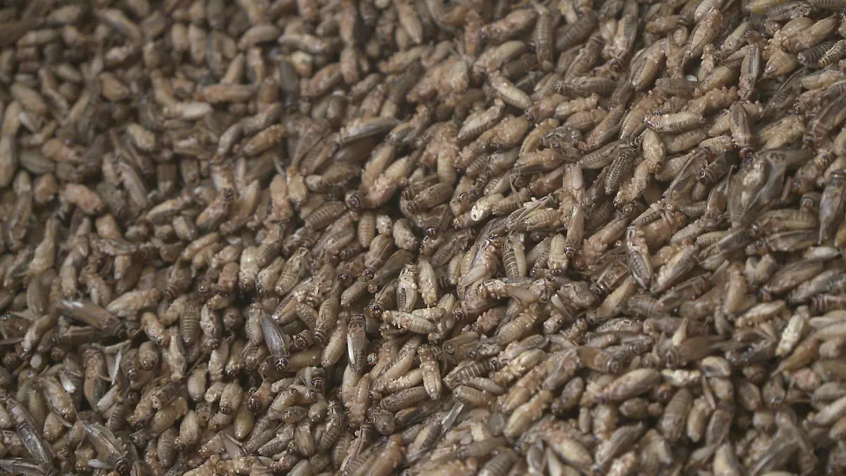 Ein Bremer Start-Up setzt auf Insekten als Nahrungsquelle. Es bietet Grillen aus ökologischer Aufzucht zum Verzehr an.