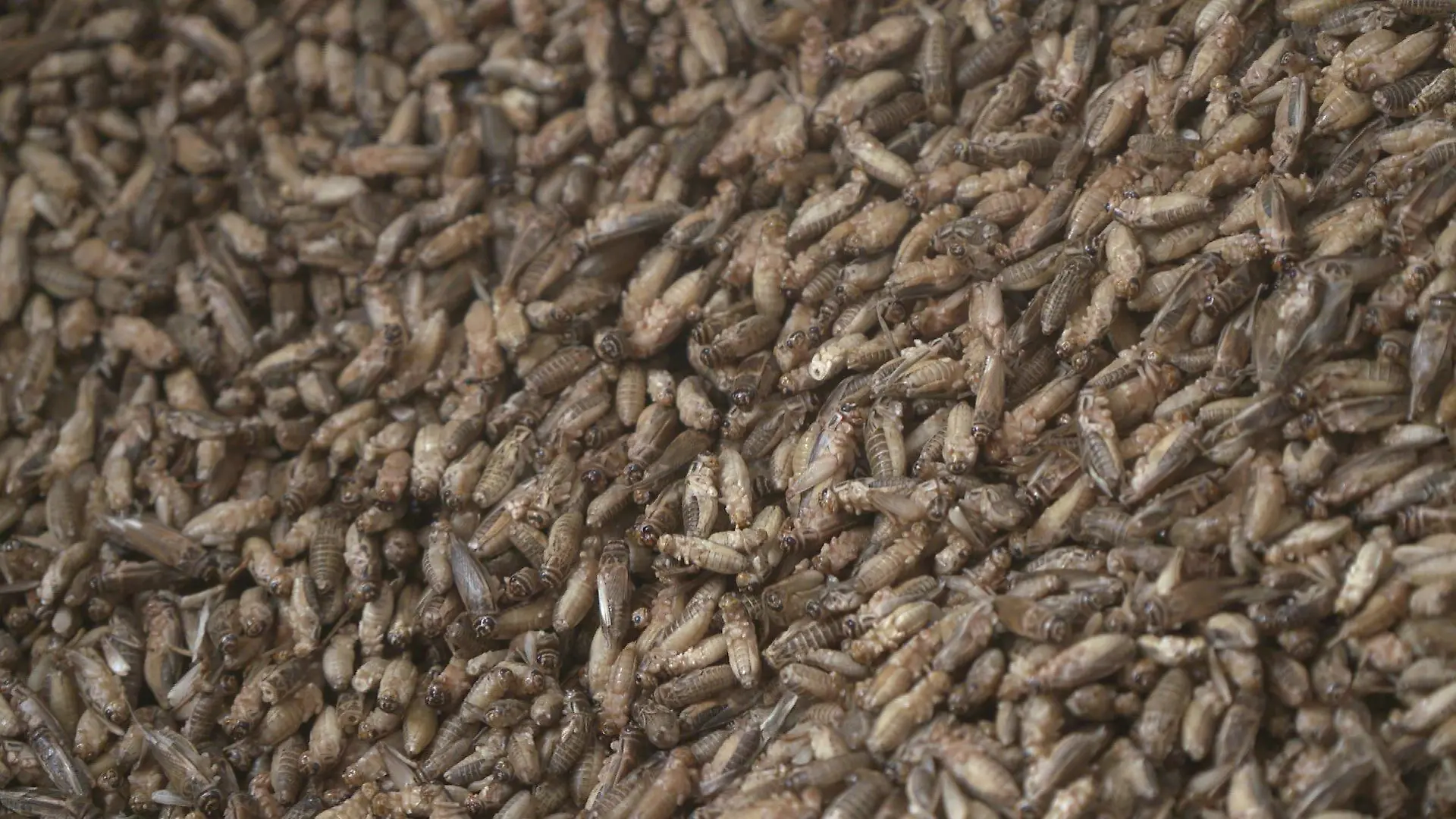 Ein Bremer Start-Up setzt auf Insekten als Nahrungsquelle. Es bietet Grillen aus ökologischer Aufzucht zum Verzehr an.