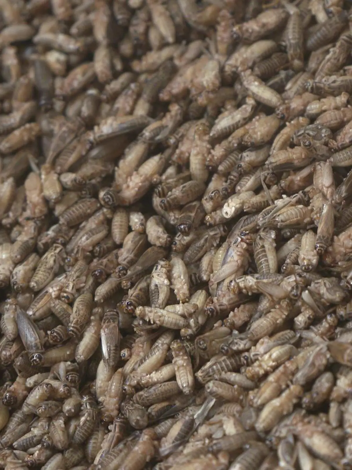 Ein Bremer Start-Up setzt auf Insekten als Nahrungsquelle. Es bietet Grillen aus ökologischer Aufzucht zum Verzehr an.