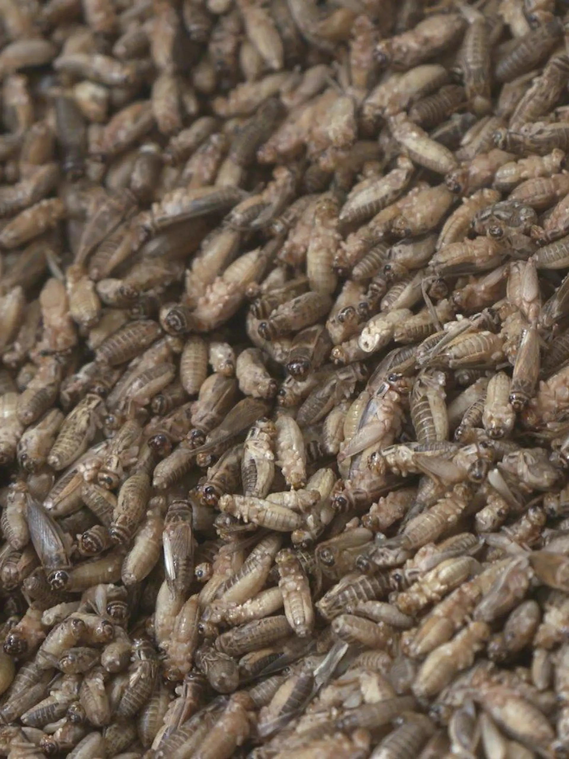Ein Bremer Start-Up setzt auf Insekten als Nahrungsquelle. Es bietet Grillen aus ökologischer Aufzucht zum Verzehr an.
