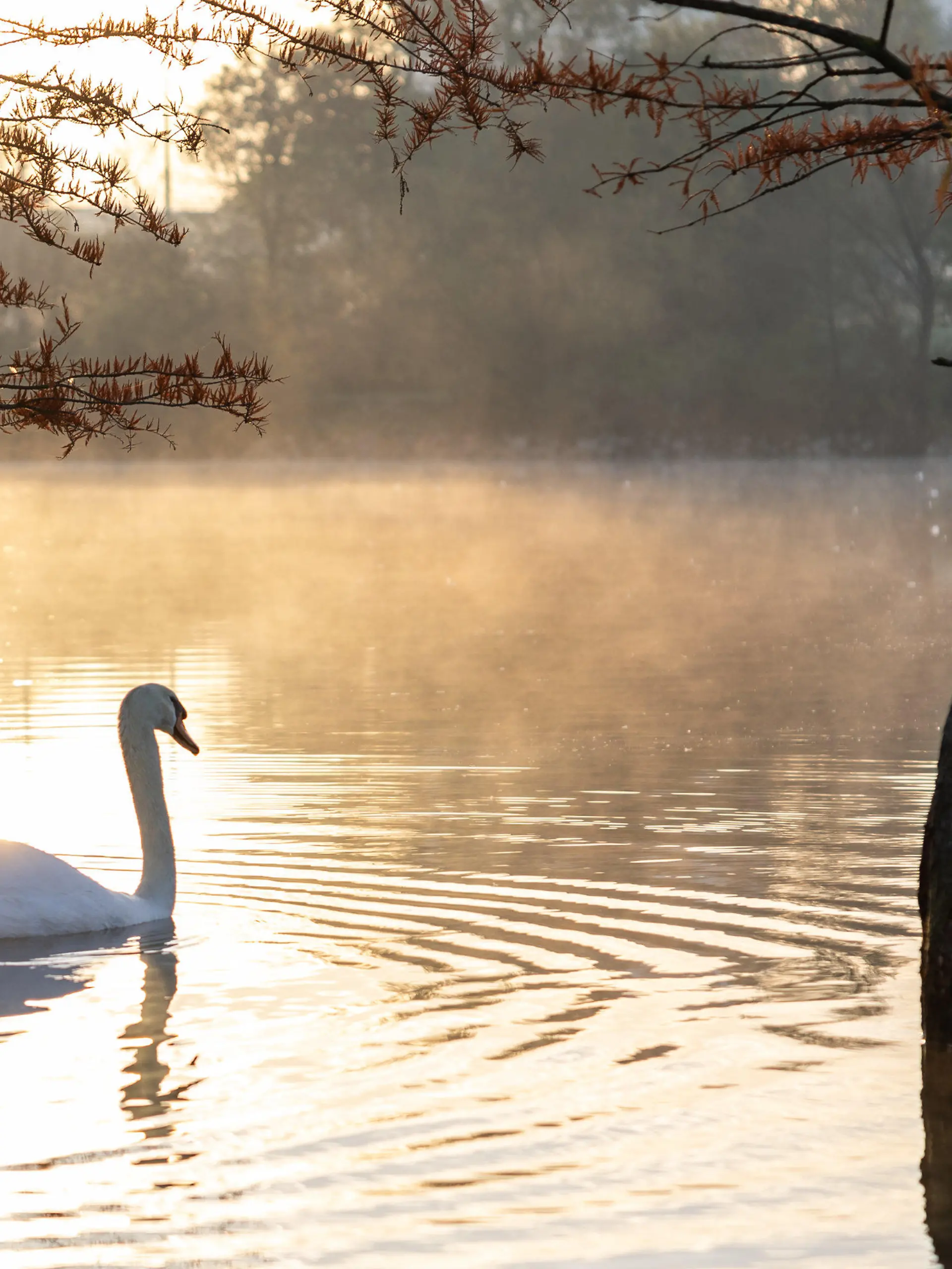 30.10.2022, Hessen, Frankfurt/Main: Ein Schwan schwimmt im Sonnenlicht auf dem Rebstockweiher. Foto: Hannes P. Albert/dpa +++ dpa-Bildfunk +++