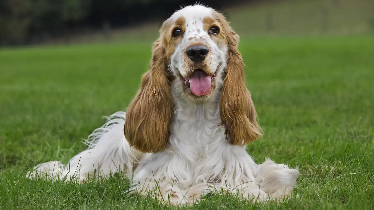 Englischer Cocker Spaniel (Canis lupus familiaris) liegend im Garten