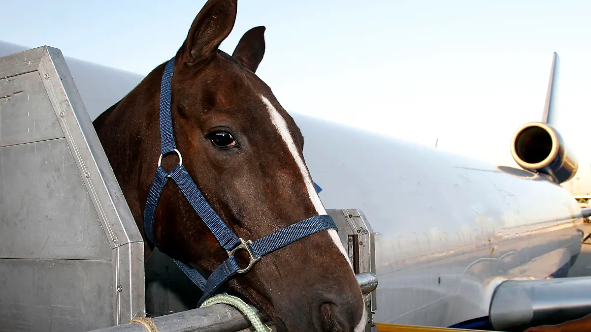 race horse is loading to the airplane to export in Sao Paulo, Brazil