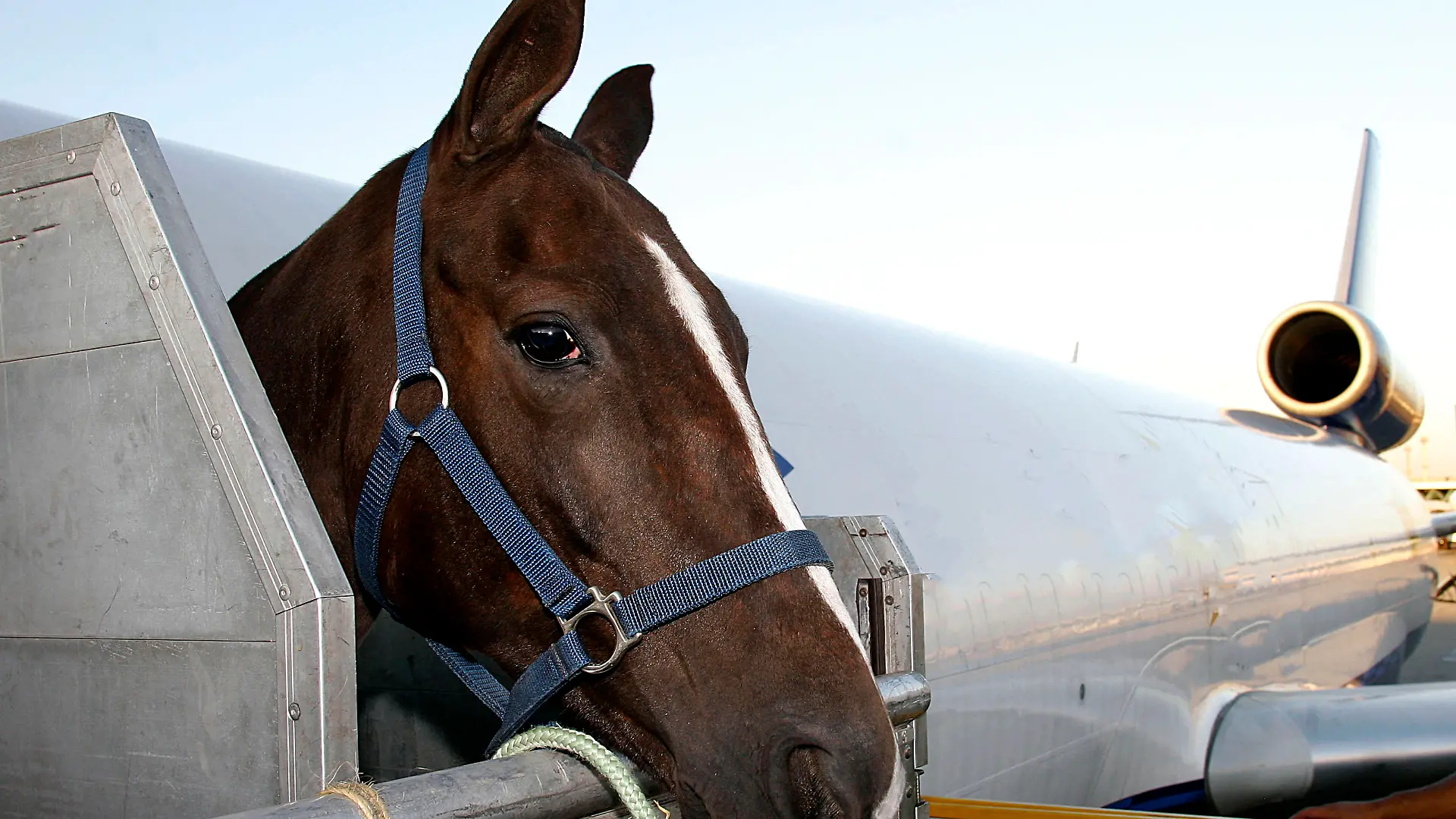 race horse is loading to the airplane to export in Sao Paulo, Brazil