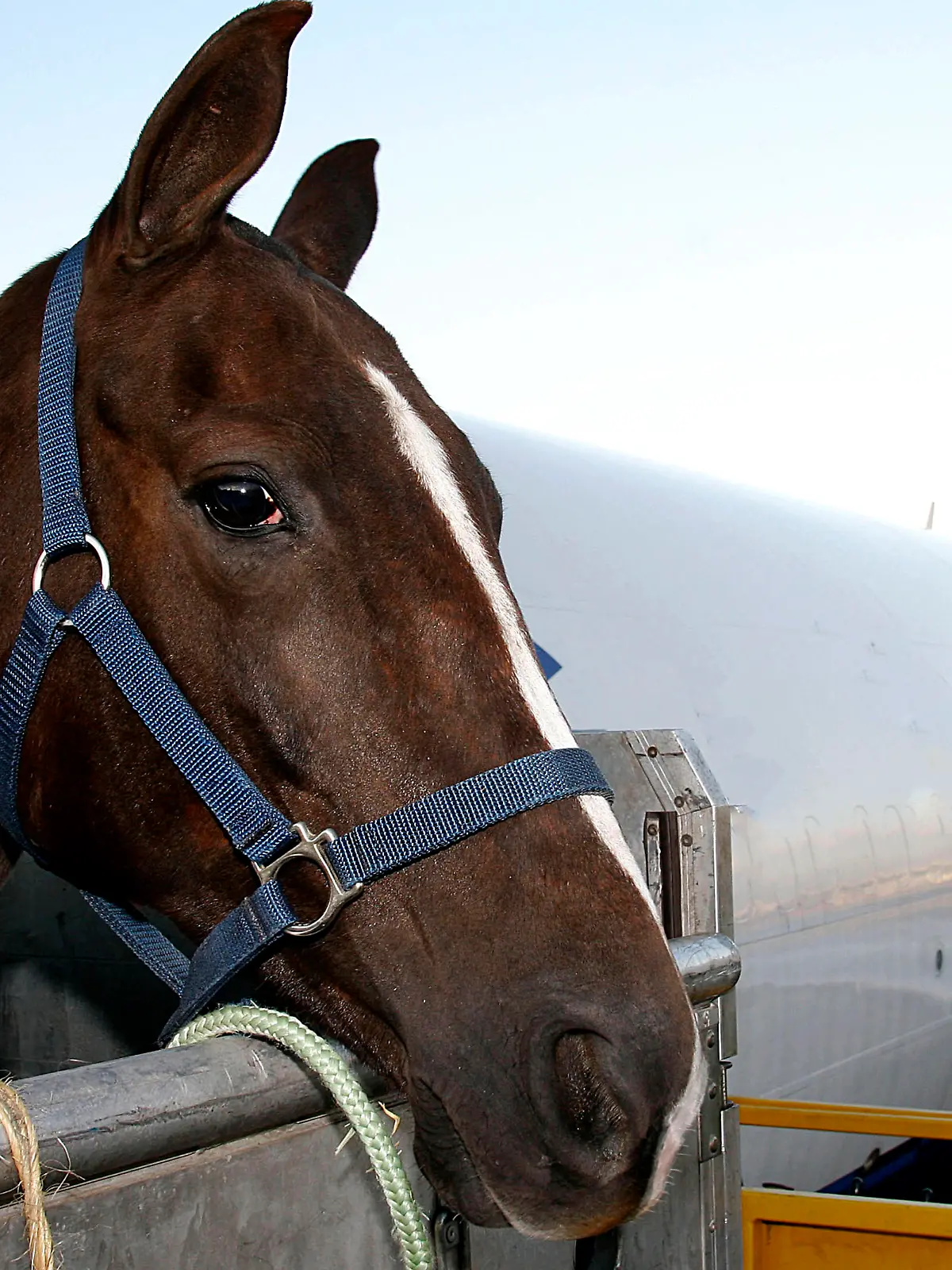 race horse is loading to the airplane to export in Sao Paulo, Brazil
