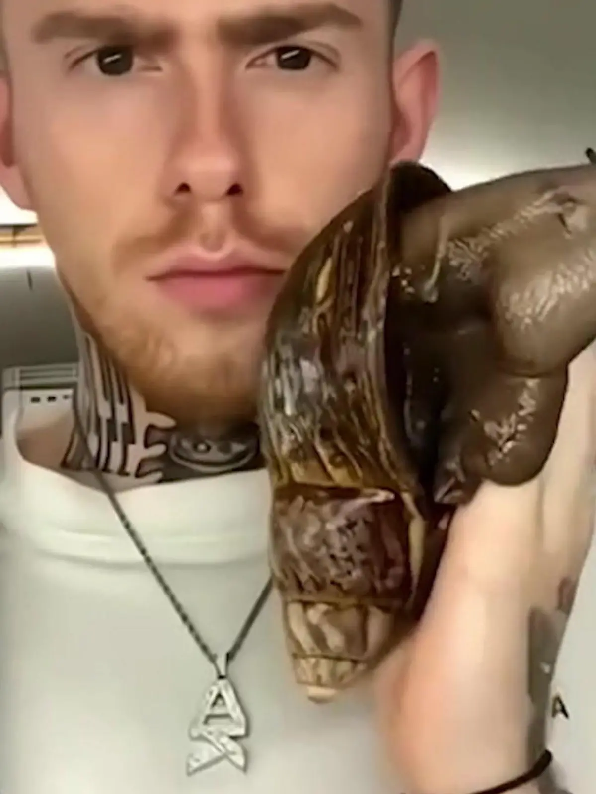 Tiktoker, die etwas auf sich halten, lichten sich mit Riesenschnecken ab. Nicht nur das: Sie setzen sich die schleimigen Tiere sogar aufs Gesicht. Doch mit diesem Trend gehen die Influencer eindeutig zu weit. Der Grund: Sie riskieren nicht nur, sich selbst mit einem Parasiten namens Ratten-Lungenwurm zu infizieren – auch in der Landwirtschaft können die Riesenschnecken enorme Schäden verursachen, werden sie unbedacht ausgesetzt.