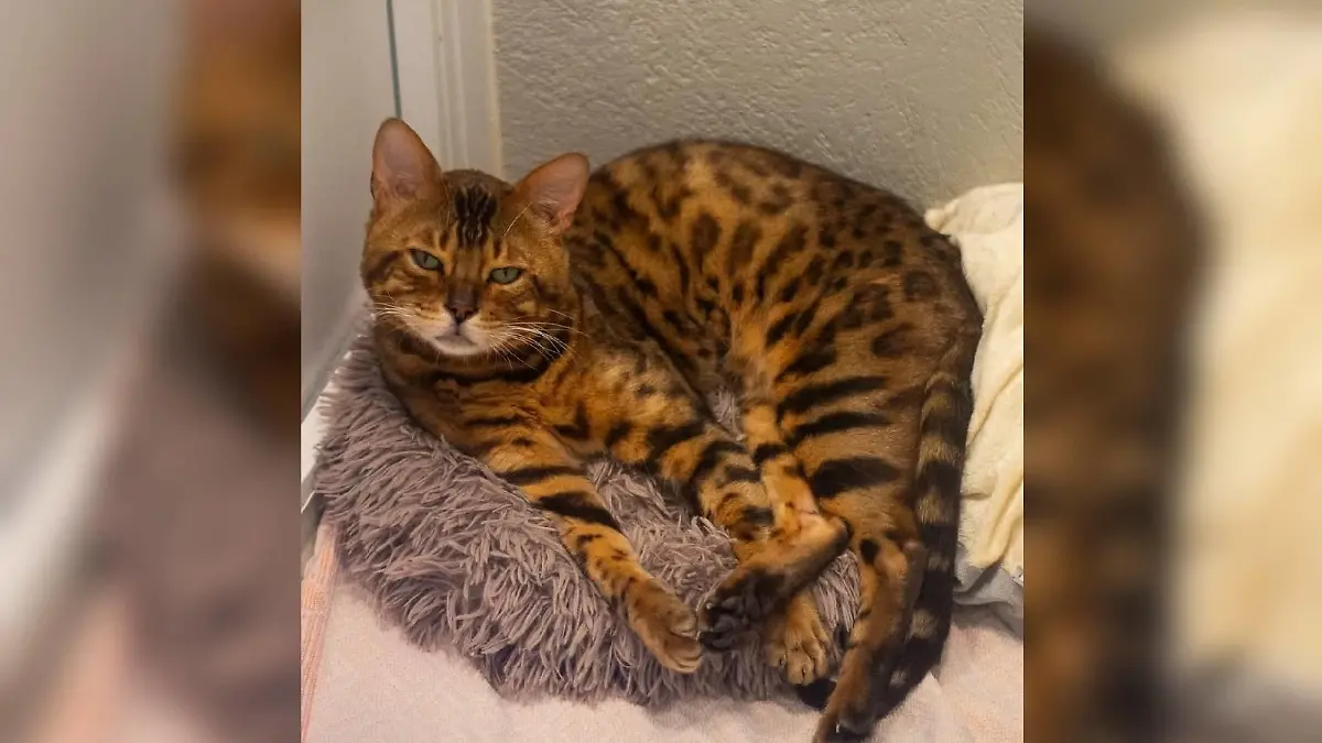 Kater Vegas