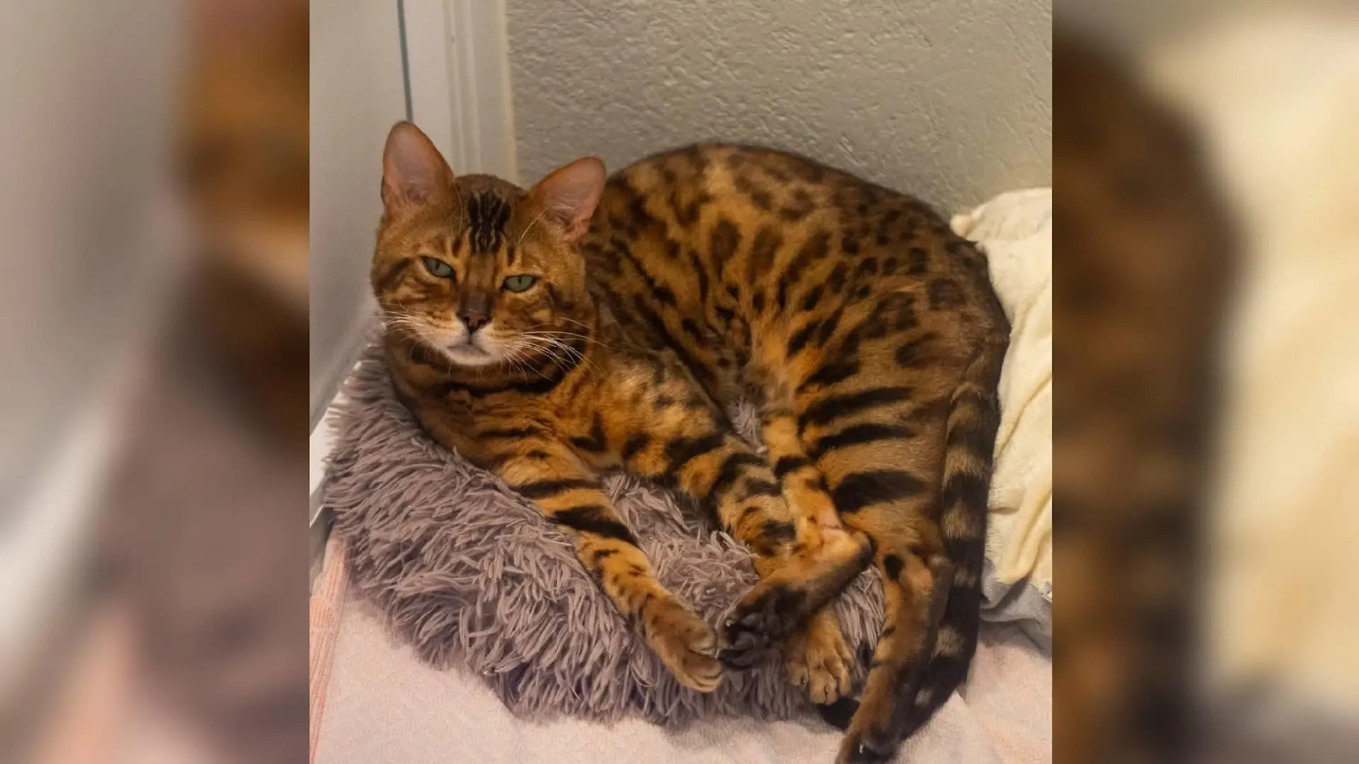 Kater Vegas