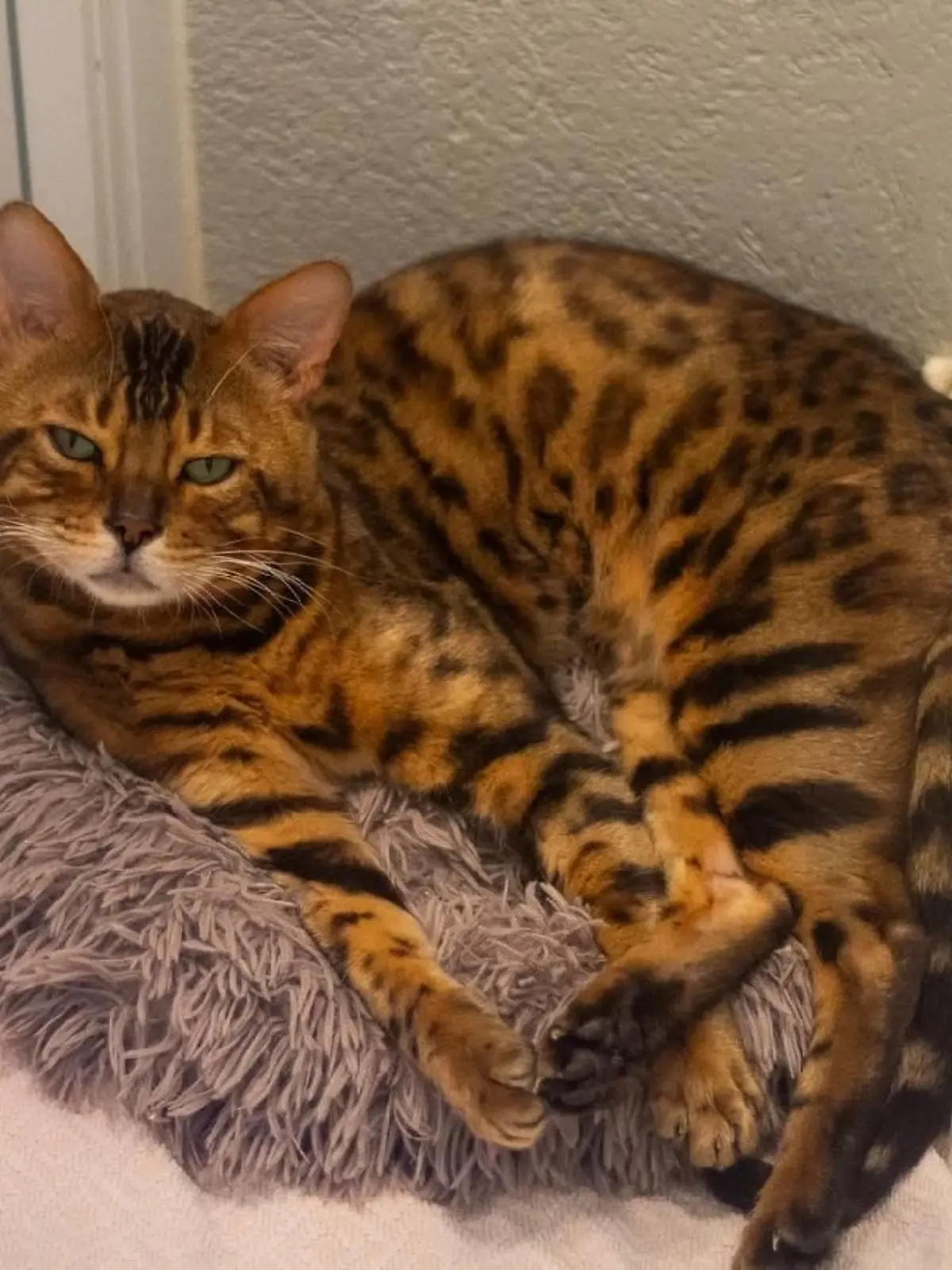 Kater Vegas