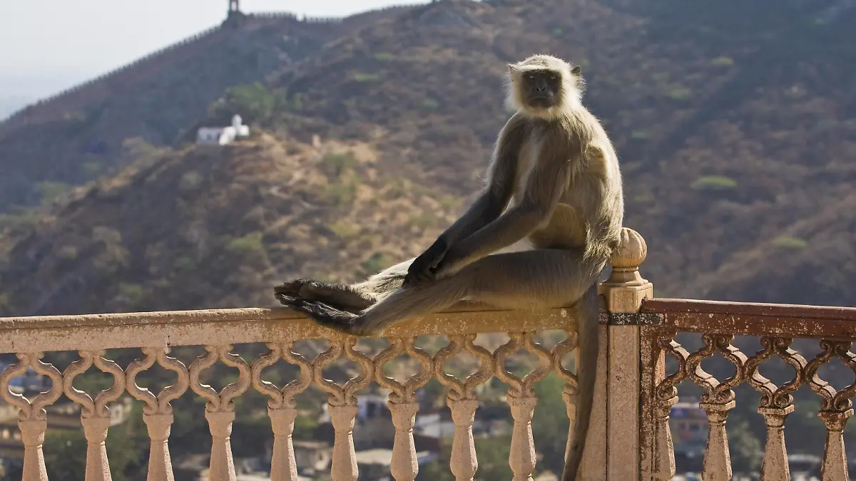 Bengalischer Hanuman-Langur, Bengalischer Hanumanlangur, Hanuman-Langur, Hanumanlangur, Hulman, Indischer Langur Semnopithecus entellus, Presbytis entellus, sitzt auf einem Gelaender, Indien Sacred langur, Indian langur, Hanuman langur, Northern Plains Gray Langur, Hanuman monkey, Common Langur Semnopithecus entellus, Presbytis entellus, sits on a railing, India BLWS644263 *** Bengal hanuman langur, Bengal hanuman langur, Hanuman langur, Hanumanlangur, Hulman, Indian langur Semnopithecus entellus, Presbytis entellus , sits on a railing, India Sacred langur, Indian langur, Hanuman langur, Northern Plains Gray Langur, Hanuman monkey, Common Langur Semnopithecus entellus, Presbytis entellus , sits on a railing, India BLWS644263 Copyright: xblickwinkel/McPHOTO/A.xSchauhuberx