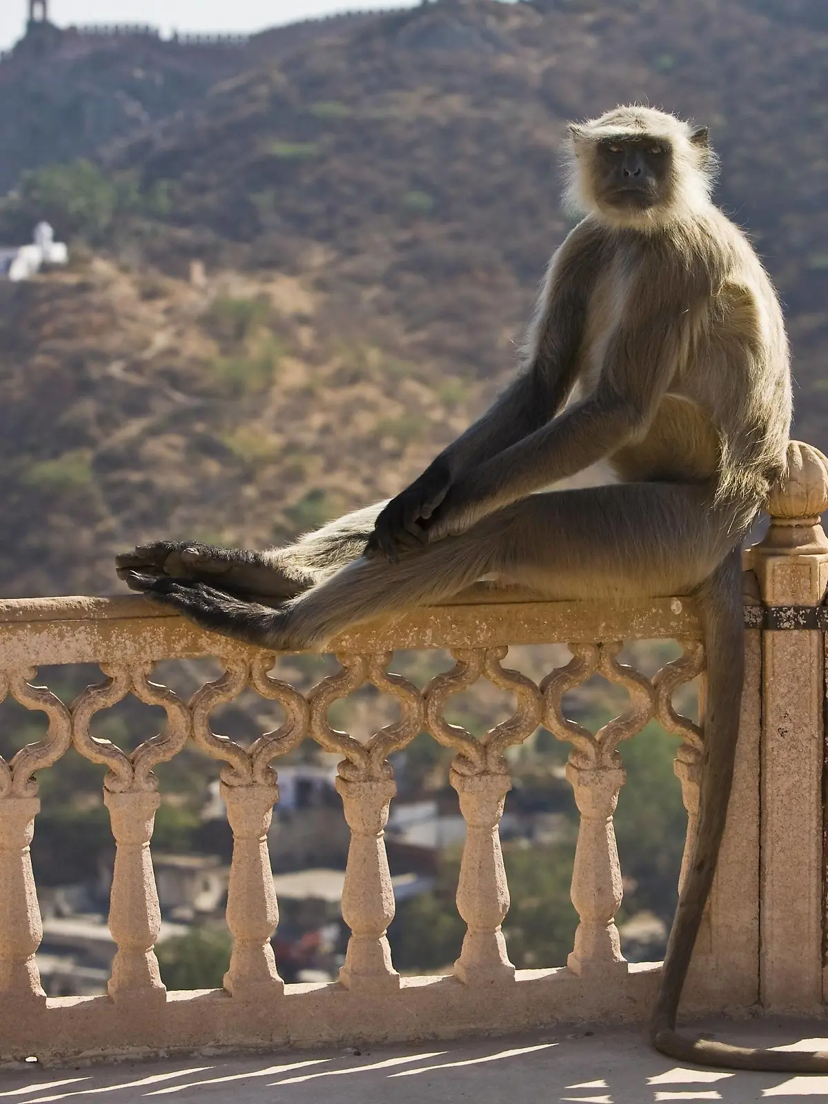 Bengalischer Hanuman-Langur, Bengalischer Hanumanlangur, Hanuman-Langur, Hanumanlangur, Hulman, Indischer Langur Semnopithecus entellus, Presbytis entellus, sitzt auf einem Gelaender, Indien Sacred langur, Indian langur, Hanuman langur, Northern Plains Gray Langur, Hanuman monkey, Common Langur Semnopithecus entellus, Presbytis entellus, sits on a railing, India BLWS644263 *** Bengal hanuman langur, Bengal hanuman langur, Hanuman langur, Hanumanlangur, Hulman, Indian langur Semnopithecus entellus, Presbytis entellus , sits on a railing, India Sacred langur, Indian langur, Hanuman langur, Northern Plains Gray Langur, Hanuman monkey, Common Langur Semnopithecus entellus, Presbytis entellus , sits on a railing, India BLWS644263 Copyright: xblickwinkel/McPHOTO/A.xSchauhuberx 