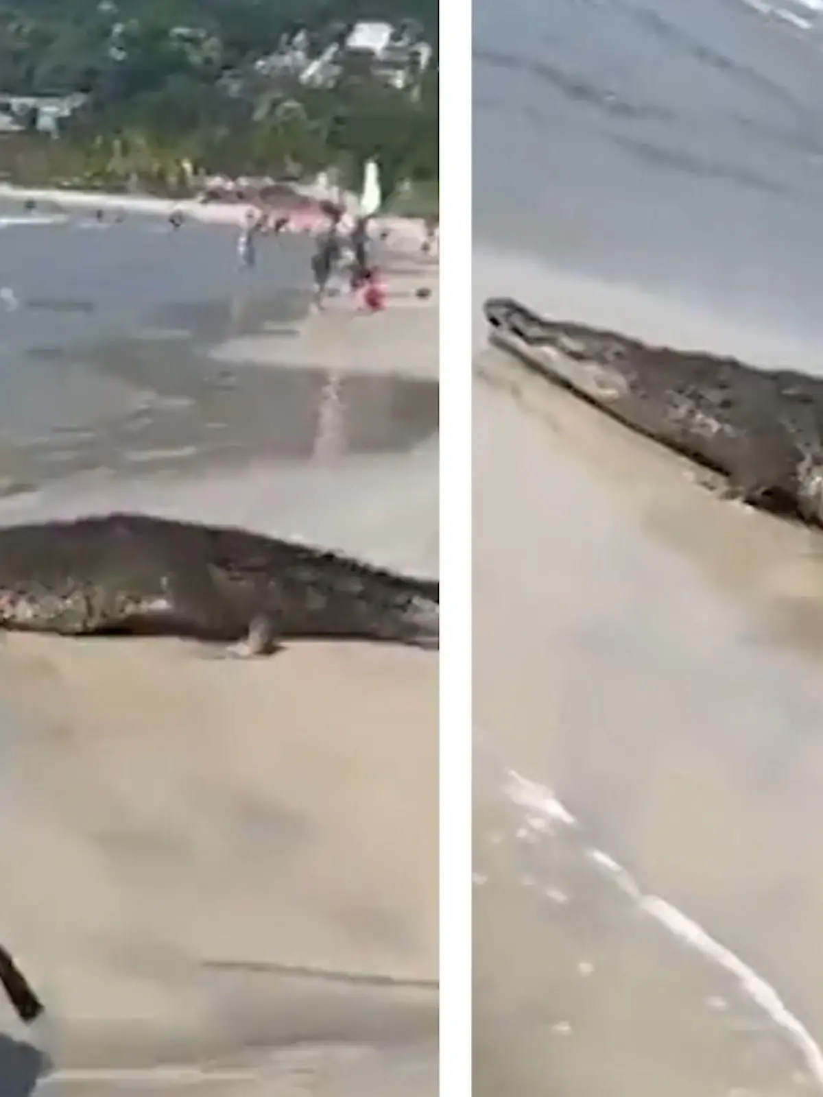 Am Strand La Ropa in Zihuatanejo (Mexiko) schleicht plötzlich ein riesiges Reptil an den Strandbesuchern vorbei - während dutzende Menschen in den Wellen baden. Die unheimlichen Aufnahmen seht ihr im Video.