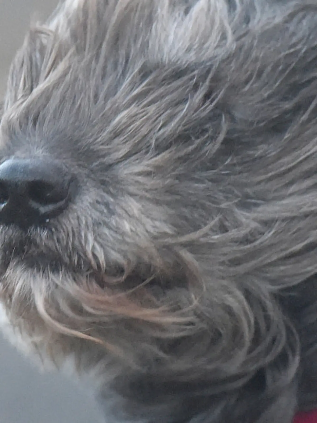 ARCHIV - Ein Hund steht am 10.01.2015 in Dagebüll (Schleswig-Holstein) im Wind. Mit dem Orkan «Felix» trifft bereits der zweite Sturm in zwei Tagen auf Norddeutschland. Foto: Carsten Rehder/dpa (zu lno «Jahresrückblick Hamburg und Schleswig-Holstein - Januar») +++(c) dpa - Bildfunk+++
