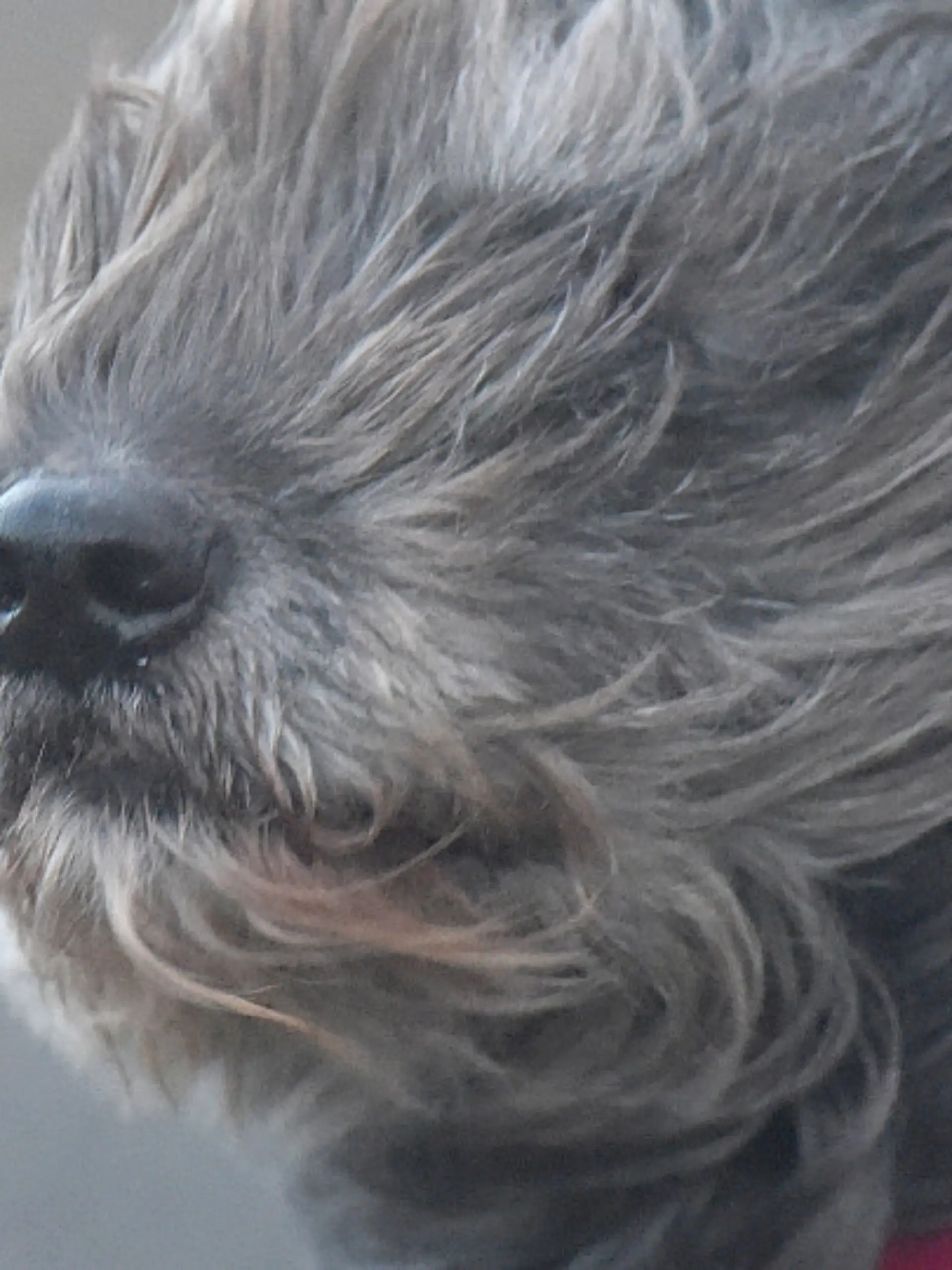 ARCHIV - Ein Hund steht am 10.01.2015 in Dagebüll (Schleswig-Holstein) im Wind. Mit dem Orkan «Felix» trifft bereits der zweite Sturm in zwei Tagen auf Norddeutschland. Foto: Carsten Rehder/dpa (zu lno «Jahresrückblick Hamburg und Schleswig-Holstein - Januar») +++(c) dpa - Bildfunk+++