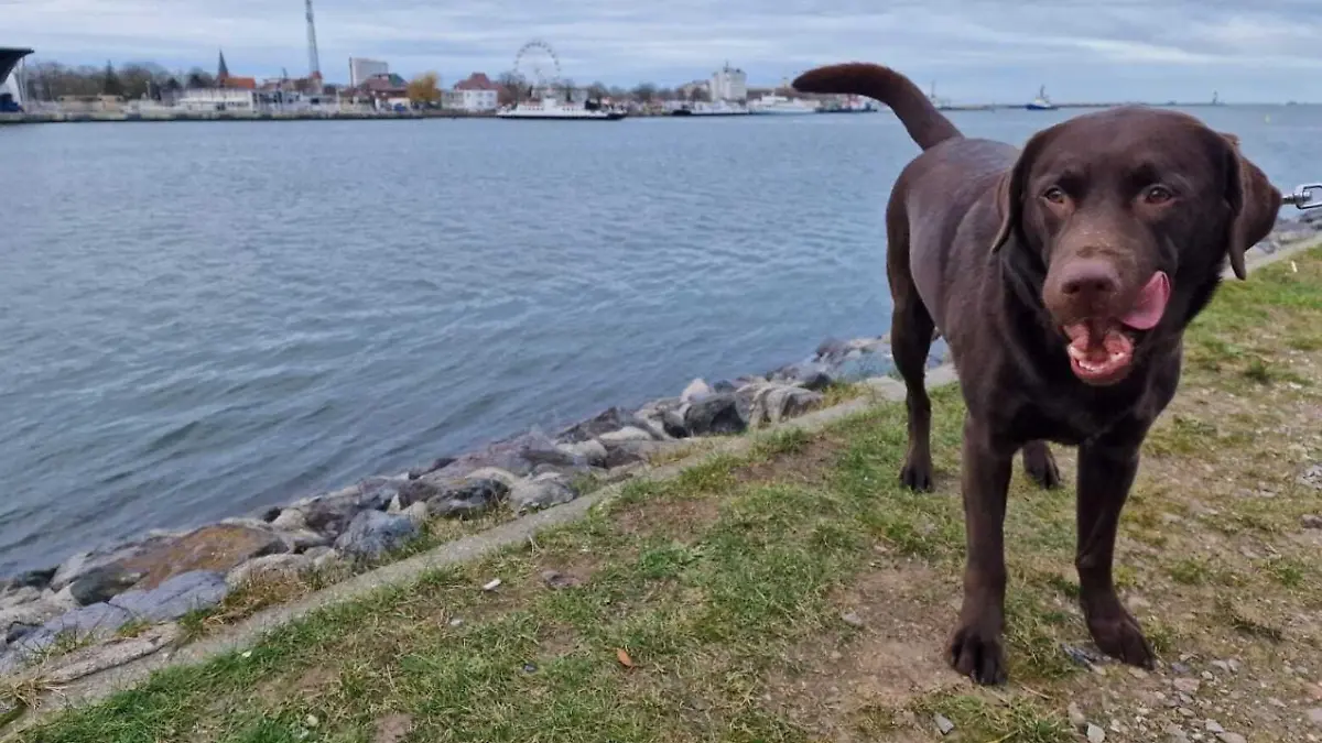 Toni ging mit dem Labrador gerade eine Runde spazieren