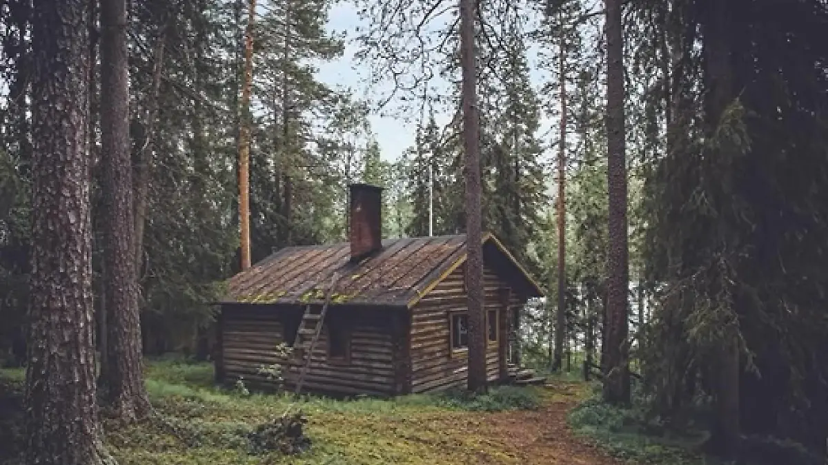 Suchbild Bär im Wald