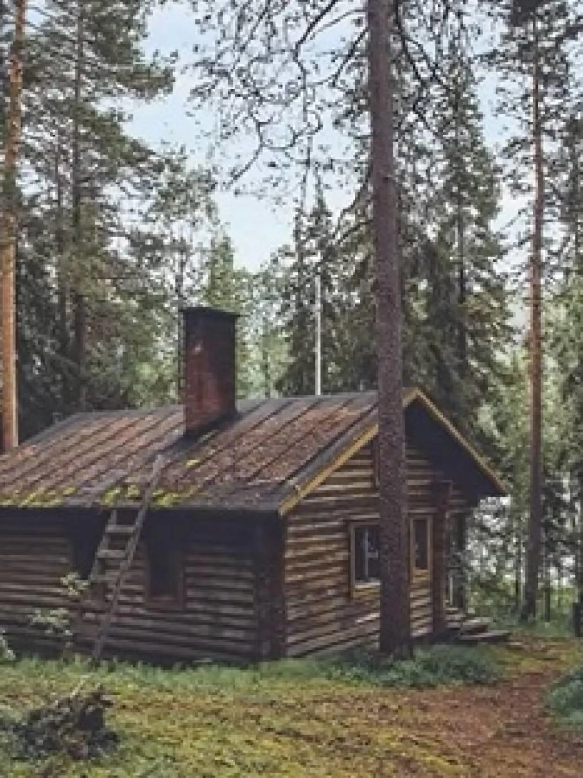 Suchbild Bär im Wald