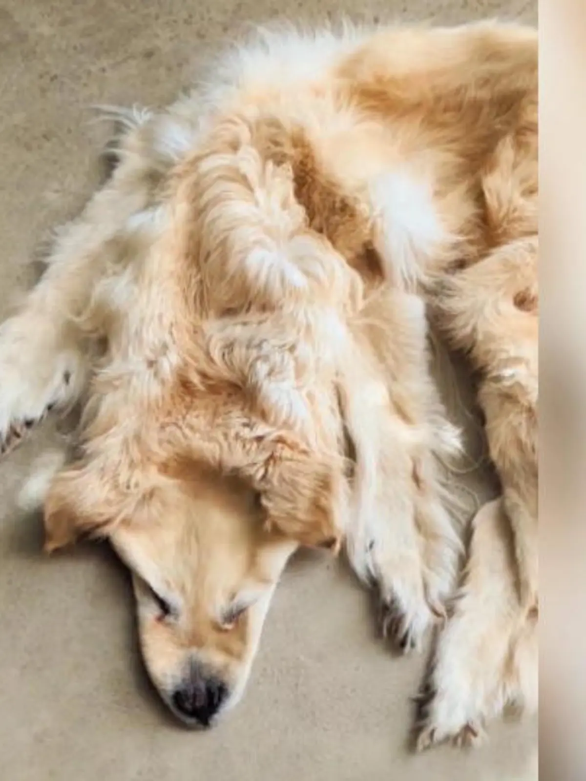 Der Verlust eines geliebten Haustier hinterlässt in vielen Familien immer eine Lücke. Eine Familie aus Australien wollte ihren Golden Retriever aber auf jeden Fall wieder nach Hause holen - und machte aus ihrem Familienhund einen Teppich.