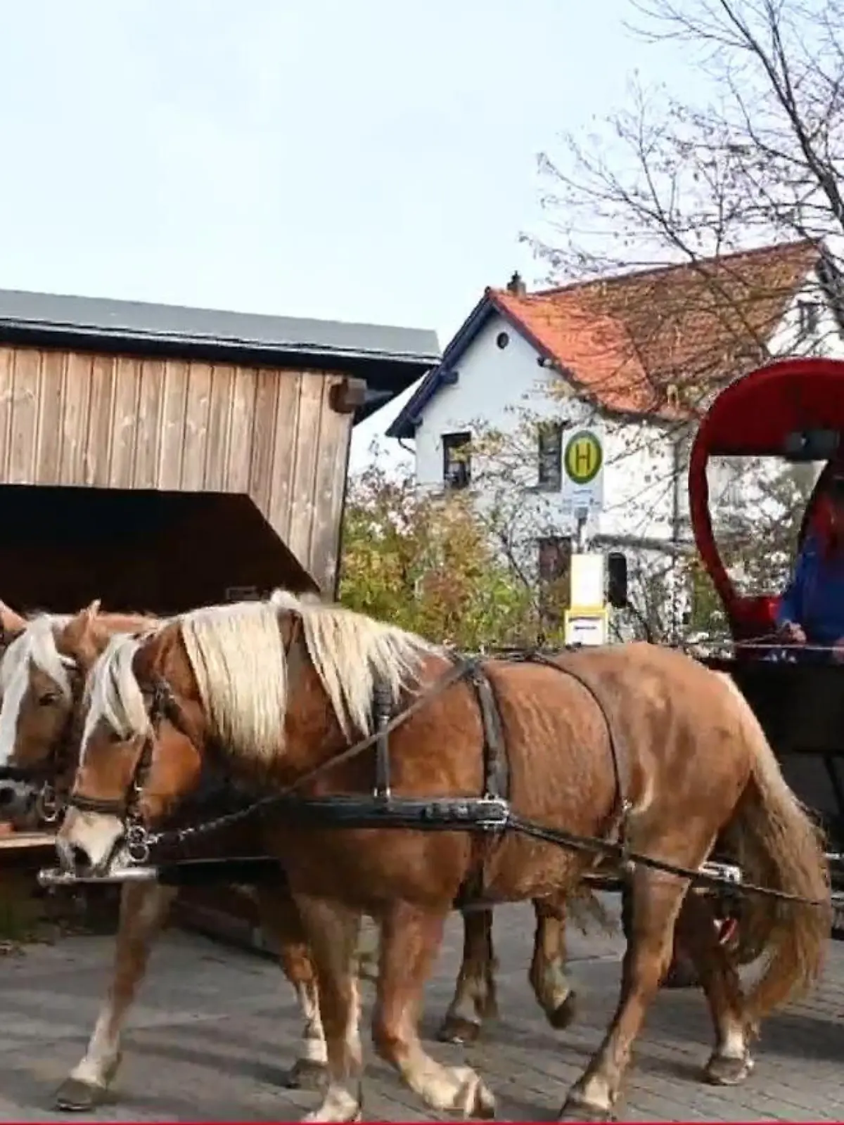 Nein, auf der Insel Hiddensee steht das Pferd nicht aufm Flur, sondern vor der Bushaltestelle. Da nämlich alle Busfahrer krank sind, gibt es hier seit kurzem „Pferdeersatzverkehr“. Alle paar Stunden trabt gemütlich eine Kutsche an der Haltestelle vorbei und sammelt die Wartenden ein –etwas langsamer als der herkömmliche Bus, dafür aber pünktlich. Na, wenn so mal nicht der Nahverkehr von morgen aussieht. 