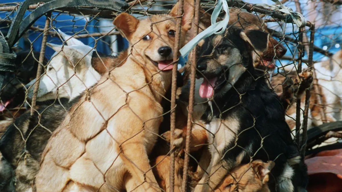 Hunde zum Verkauf in einem engen Käfig in der südkoreanischen Hauptstadt Seoul am 8.9.1988. Diesen Hunden erwartet der Tod durch den Schlachter, denn in Südkorea gilt Hundefleisch als Delikatesse.