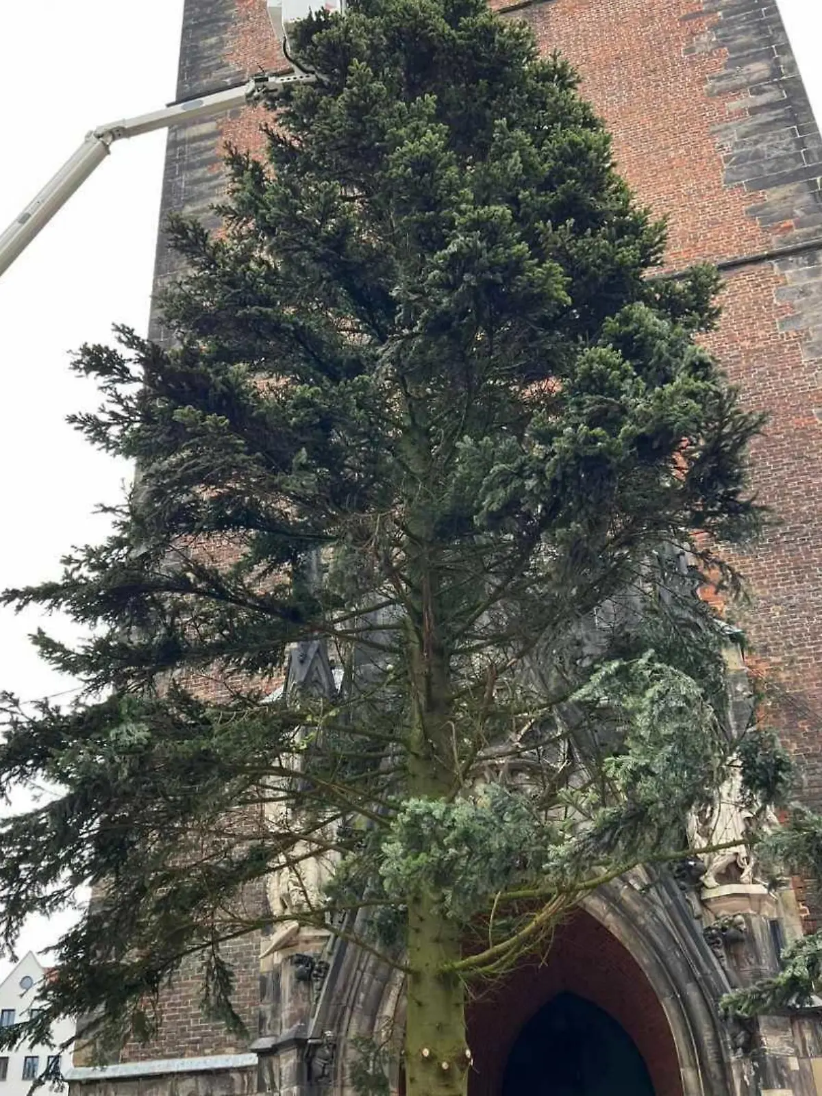 Der Hannoveraner Weihnachtsbaum wird verspottet, aber auch verteidigt.
