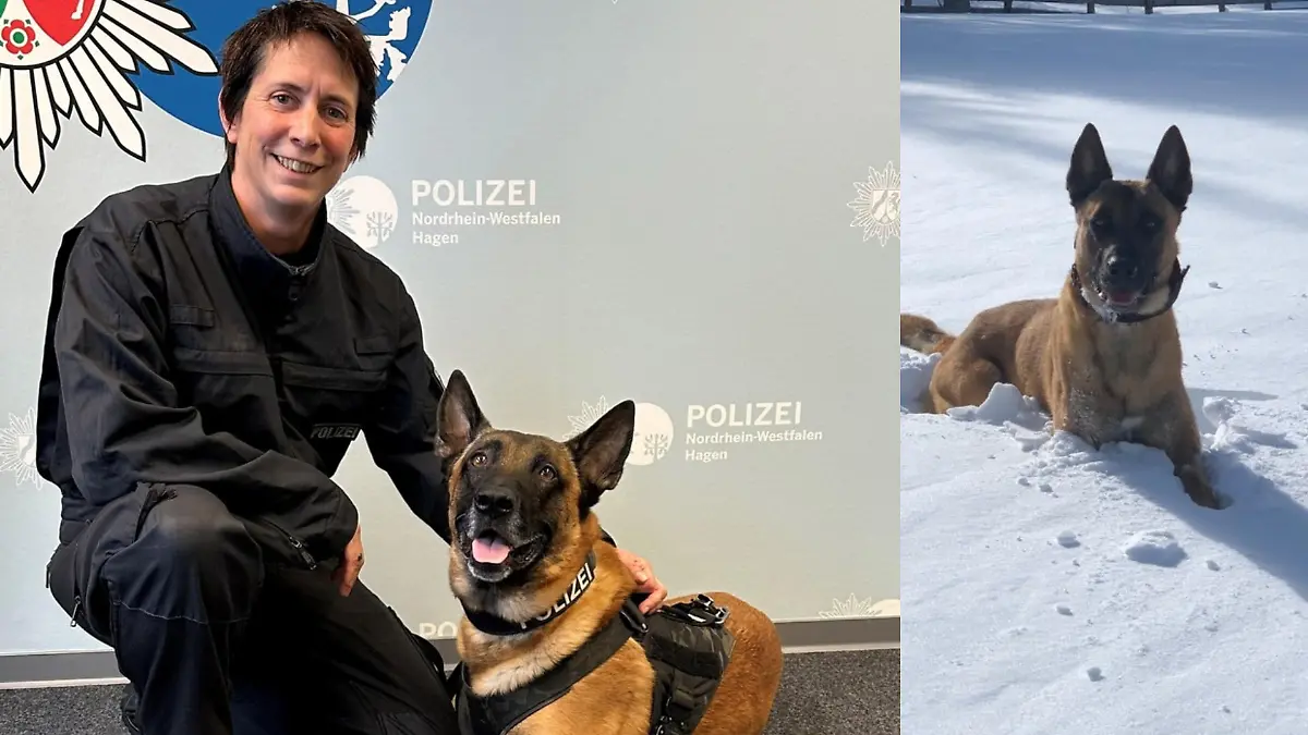 Leider muss die Polizei Hagen den heute siebenjährigen Malinois-Rüden in den Ruhestand verabschieden