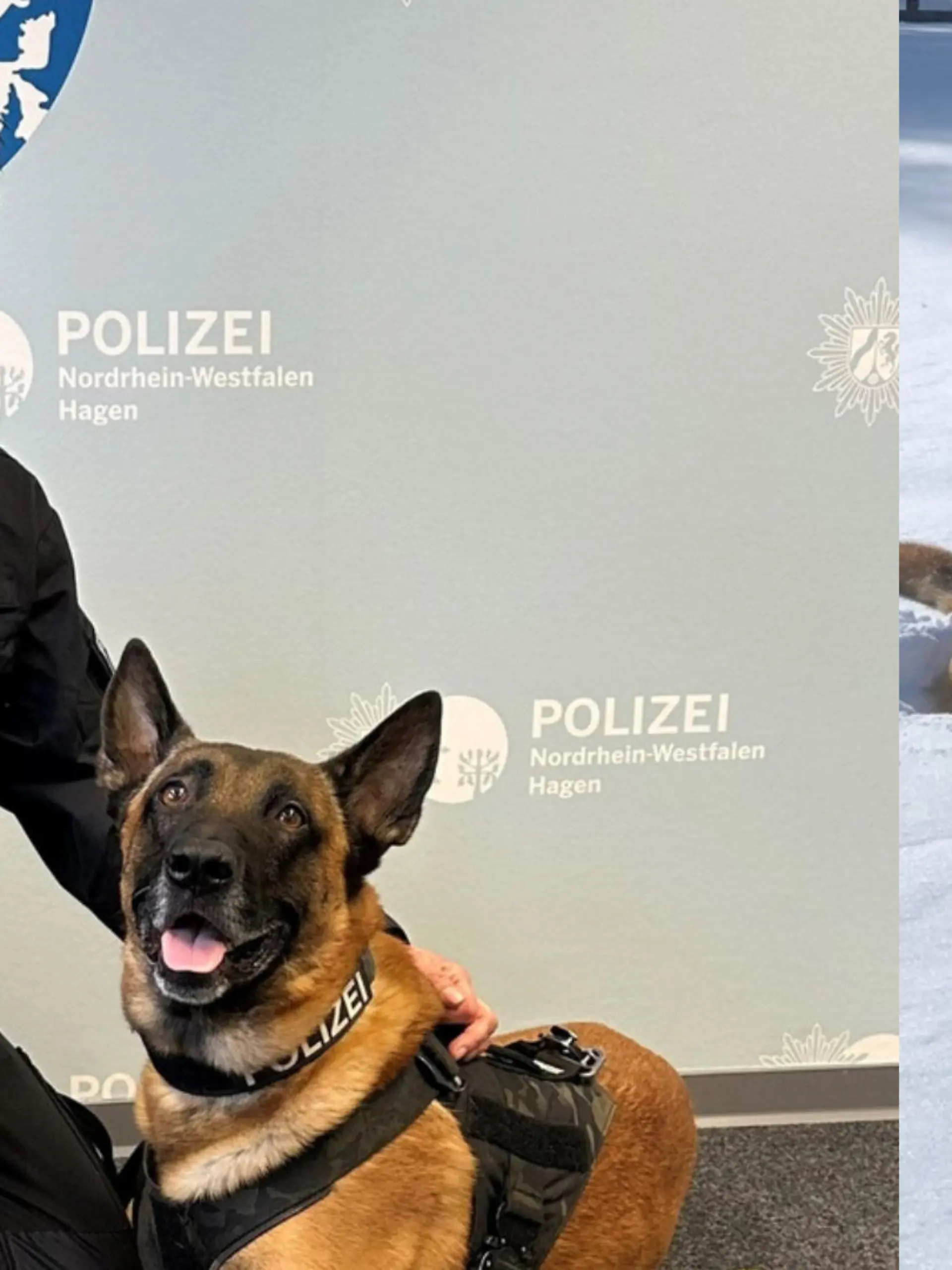 Leider muss die Polizei Hagen den heute siebenjährigen Malinois-Rüden in den Ruhestand verabschieden