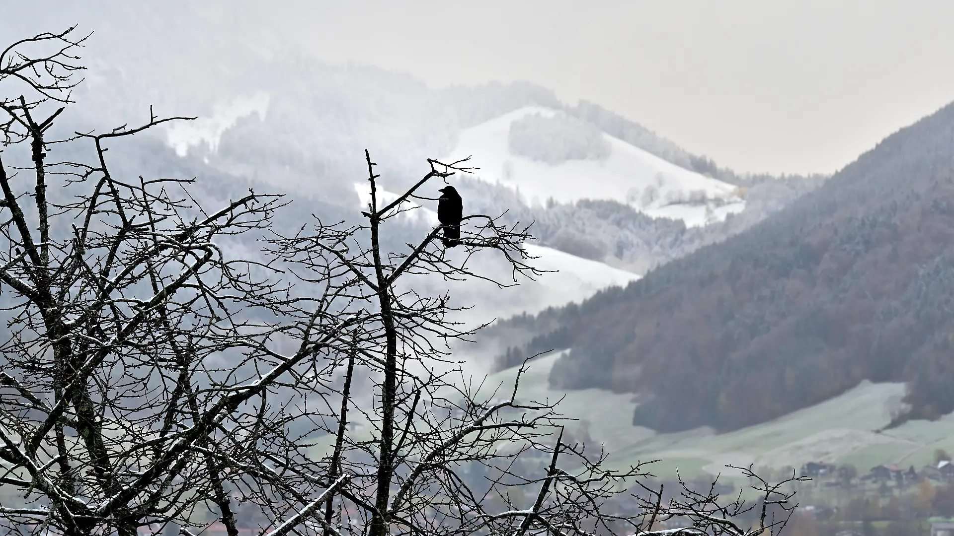 Erster Schnee in Bayern. Der schwarze Rabe blickt erstaunt auf die weißen Bergausläufer , Winterbeginn im bayerischen Voralpenland. Ruhpolding Bayern Deutschland *** First snow in Bavaria The black raven looks astonished at the white mountain foothills , beginning of winter in the Bavarian alpine foothills Ruhpolding Bavaria Germany Copyright: xRolfxPossx