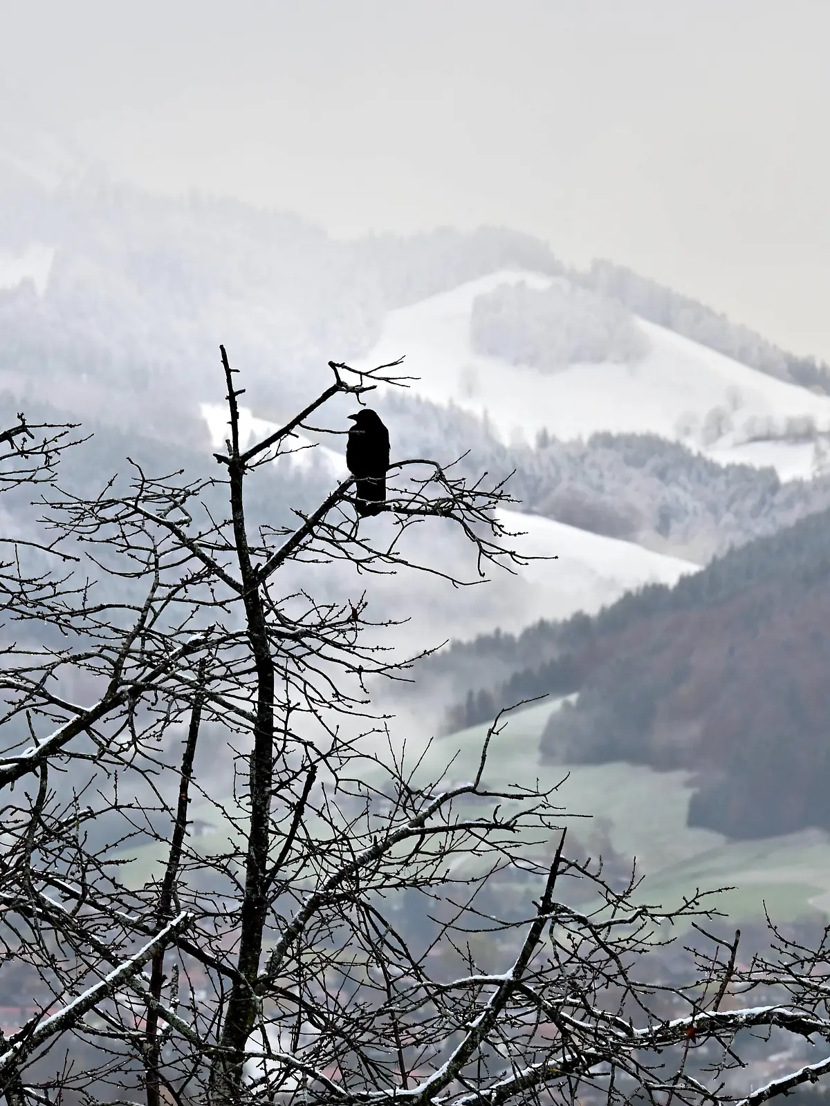  Erster Schnee in Bayern. Der schwarze Rabe blickt erstaunt auf die weißen Bergausläufer , Winterbeginn im bayerischen Voralpenland. Ruhpolding Bayern Deutschland *** First snow in Bavaria The black raven looks astonished at the white mountain foothills , beginning of winter in the Bavarian alpine foothills Ruhpolding Bavaria Germany Copyright: xRolfxPossx